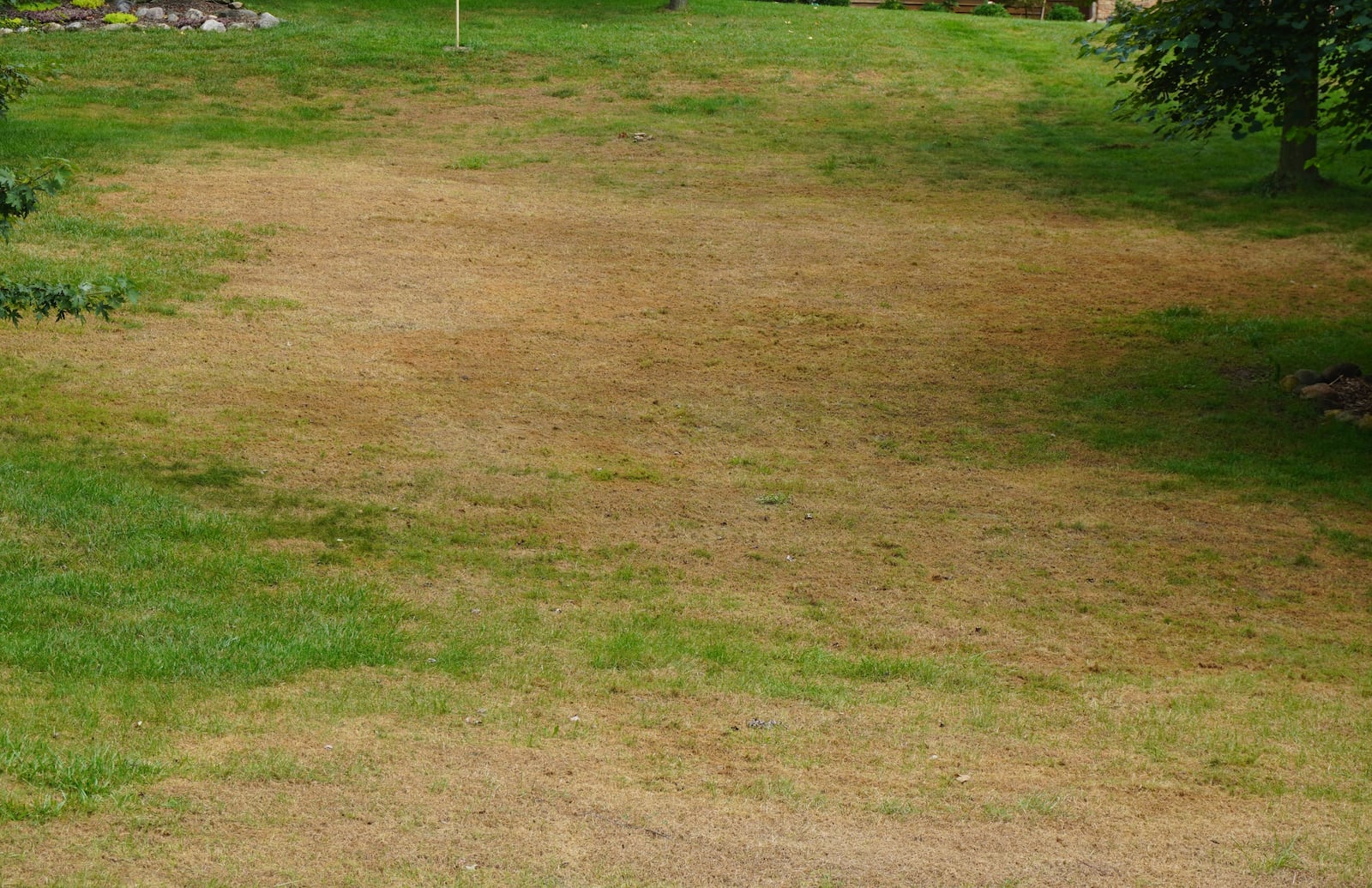 Fall armyworm damage on a lawn in the Miami Valley. CONTRIBUTED/PAMELA BENNETT