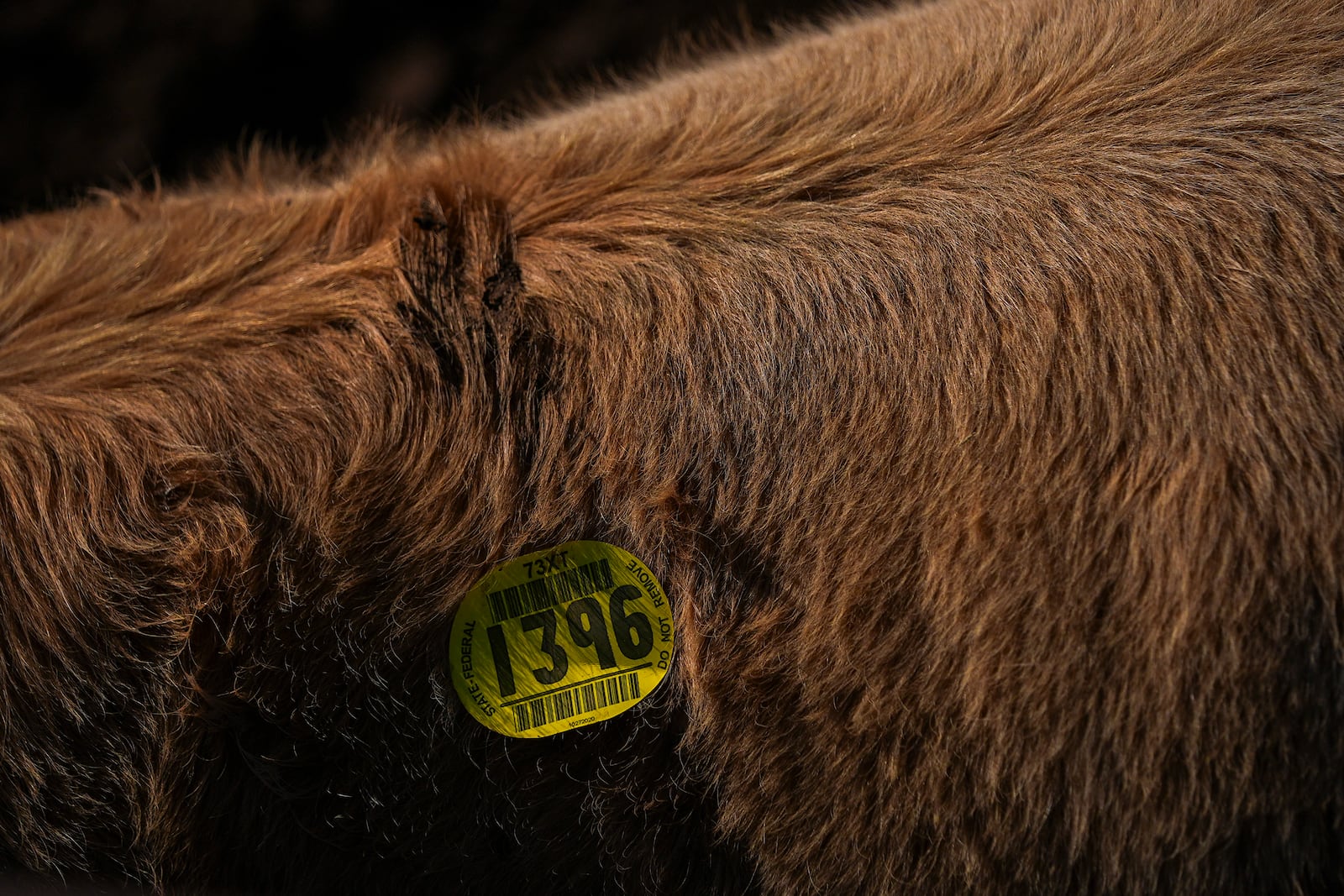 A sticker is seen on a cow after it was auctioned at the Oklahoma National Stockyards Tuesday, Jan. 14, 2025, in Oklahoma City. (AP Photo/Julio Cortez)