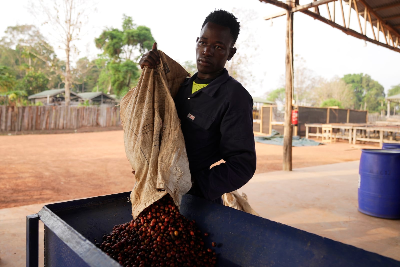 A worker processes excelsa coffee berries in a hulling machine near Nzara, South Sudan on Saturday, Feb. 15, 2025. (AP Photo/Brian Inganga)