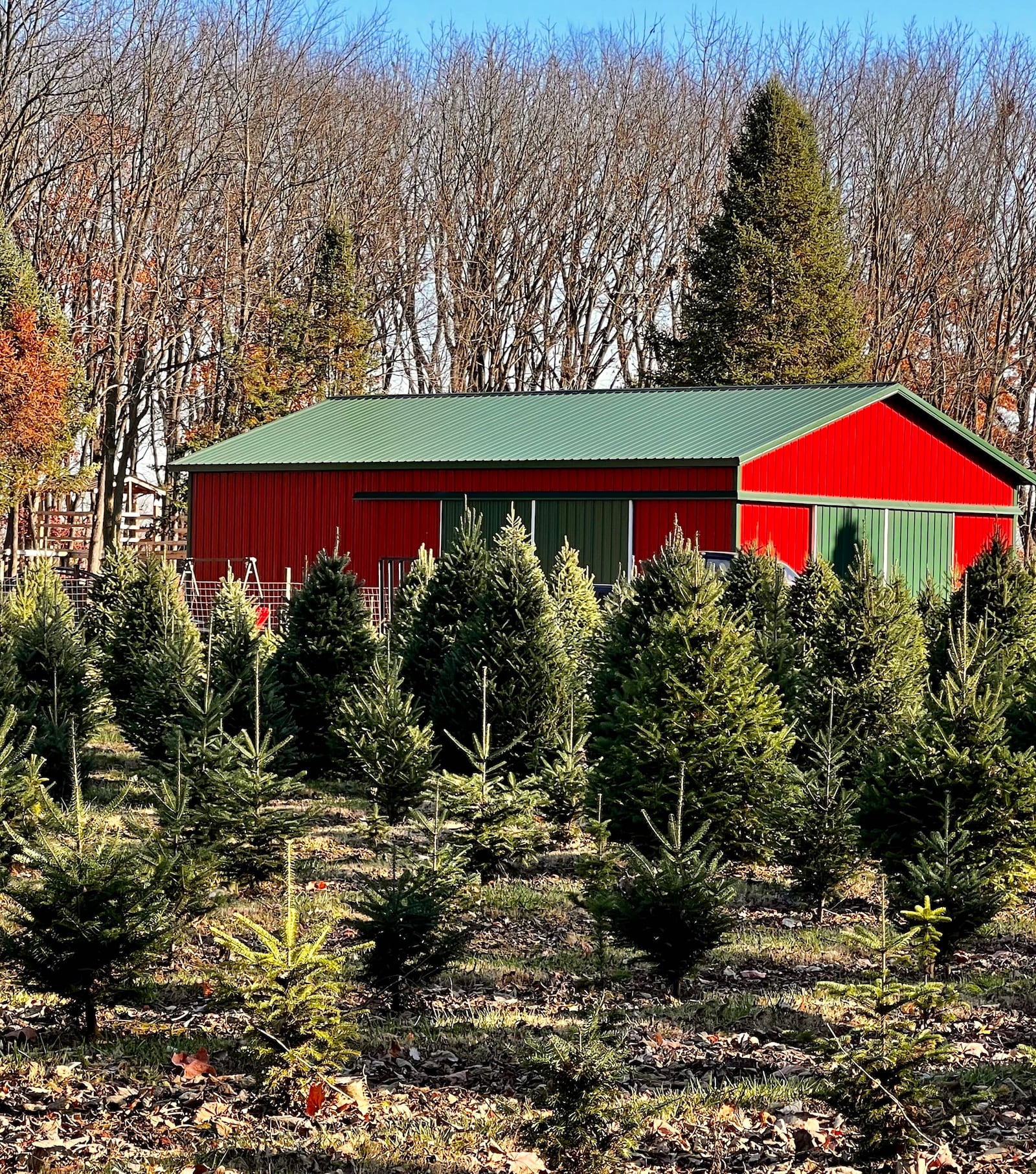 Choosing and cutting your own Christmas tree is a holiday tradition for many Miami Valley families - CONTRIBUTED