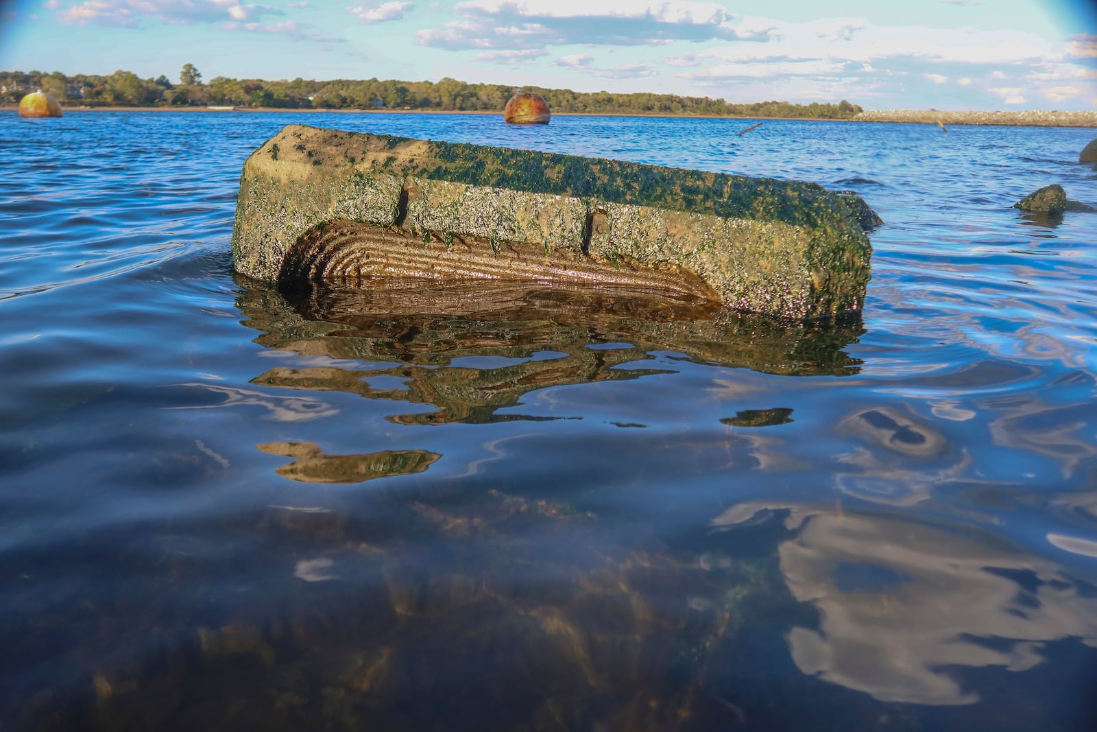 An artificial tide pool cast from "Econcrete" creates a habitat for living creatures shown partially submerged on one of the on eight, eco-friendly Living Breakwaters at the southernmost tip of New York City, off the coast of Staten Island, Wednesday, Oct. 9, 2024. (AP Photo/Cedar Attanasio)