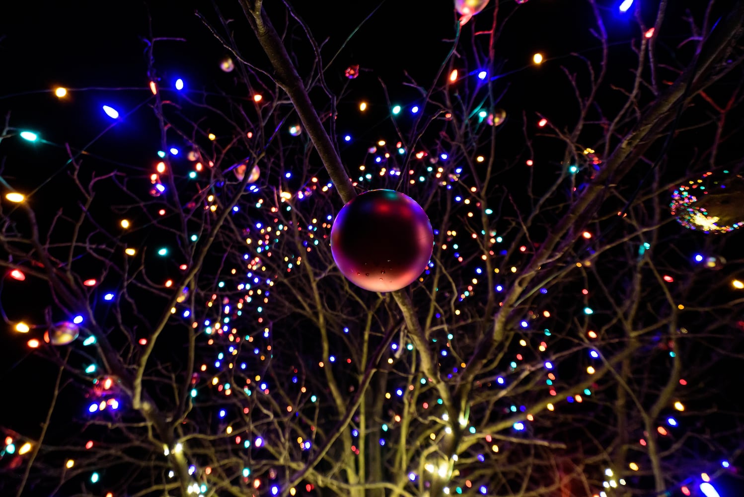 PHOTOS: Barnabe's Buckeye Tree Lighting Ceremony at Young's Jersey Dairy