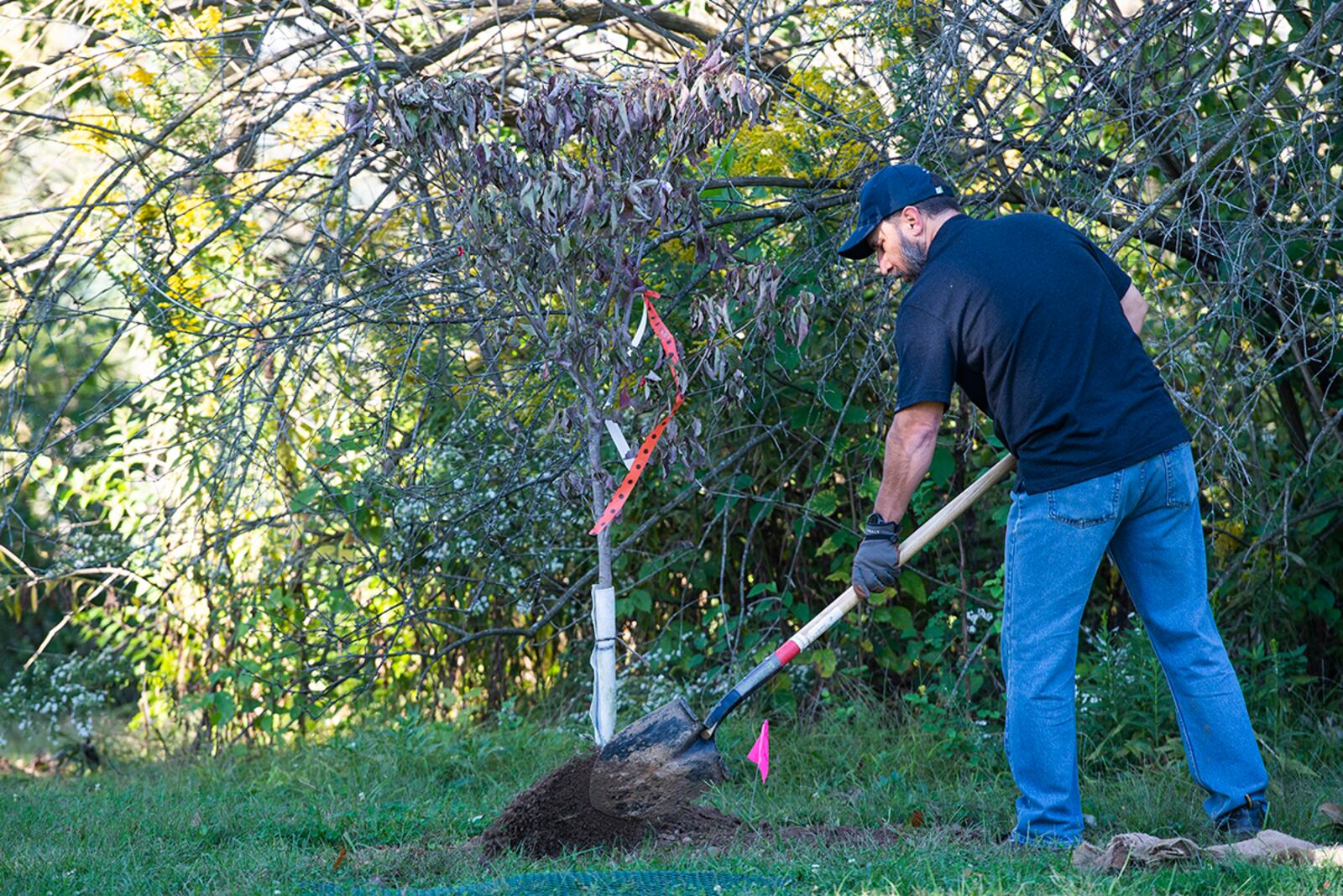 A volunteer shovels dirt into the hole where a new tree was just placed Oct. 1 at the Wright Brothers Memorial on Wright-Patterson Air Force Base. U.S. AIR FORCE PHOTO/WESLEY FARNSWORTH