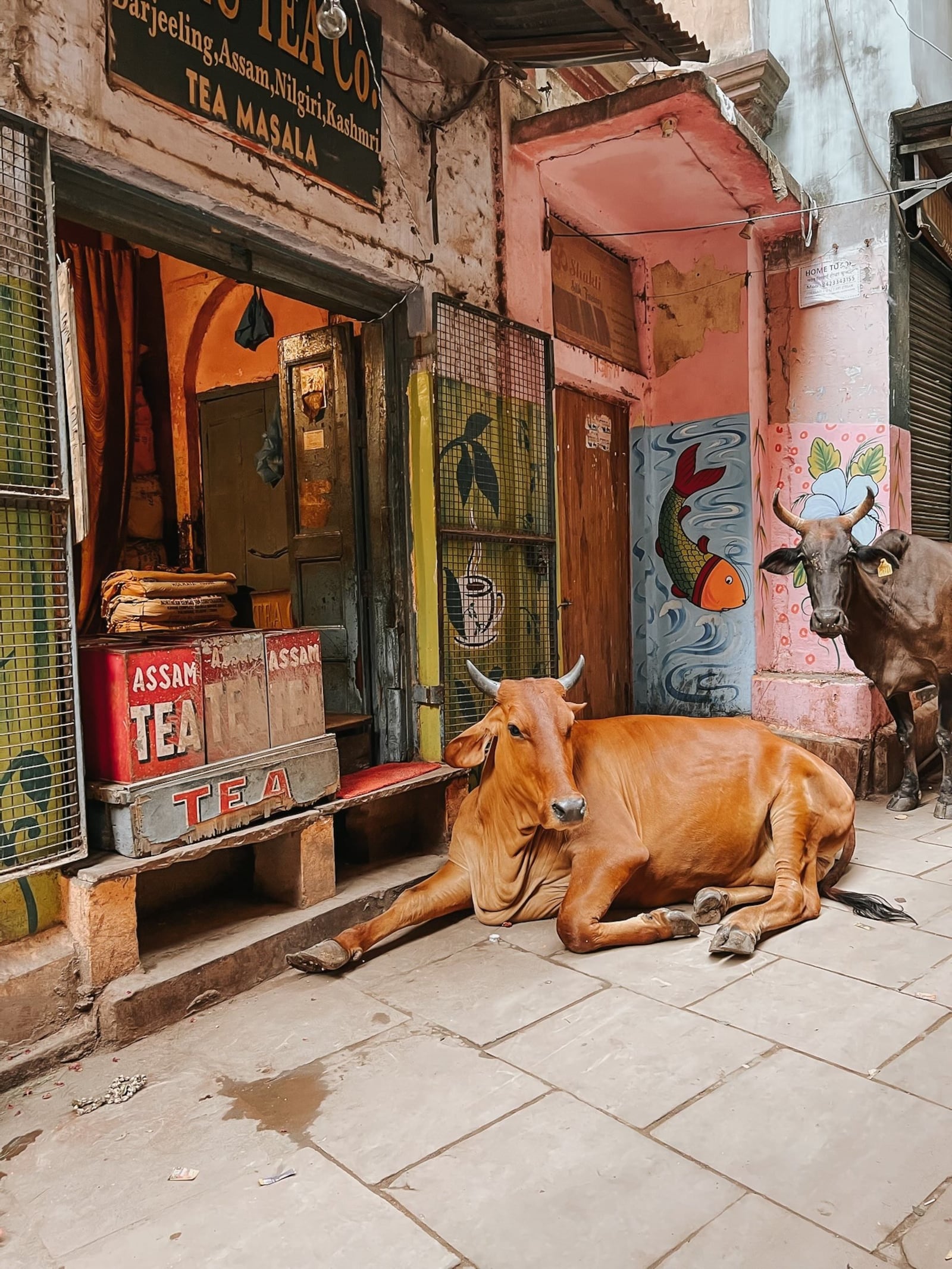 Sacred cows on sidewalk in Varanasi. A city on the Ganges River in northern India it is known as the spiritual capital of the country. Lesli Dean/CONTRIBUTED