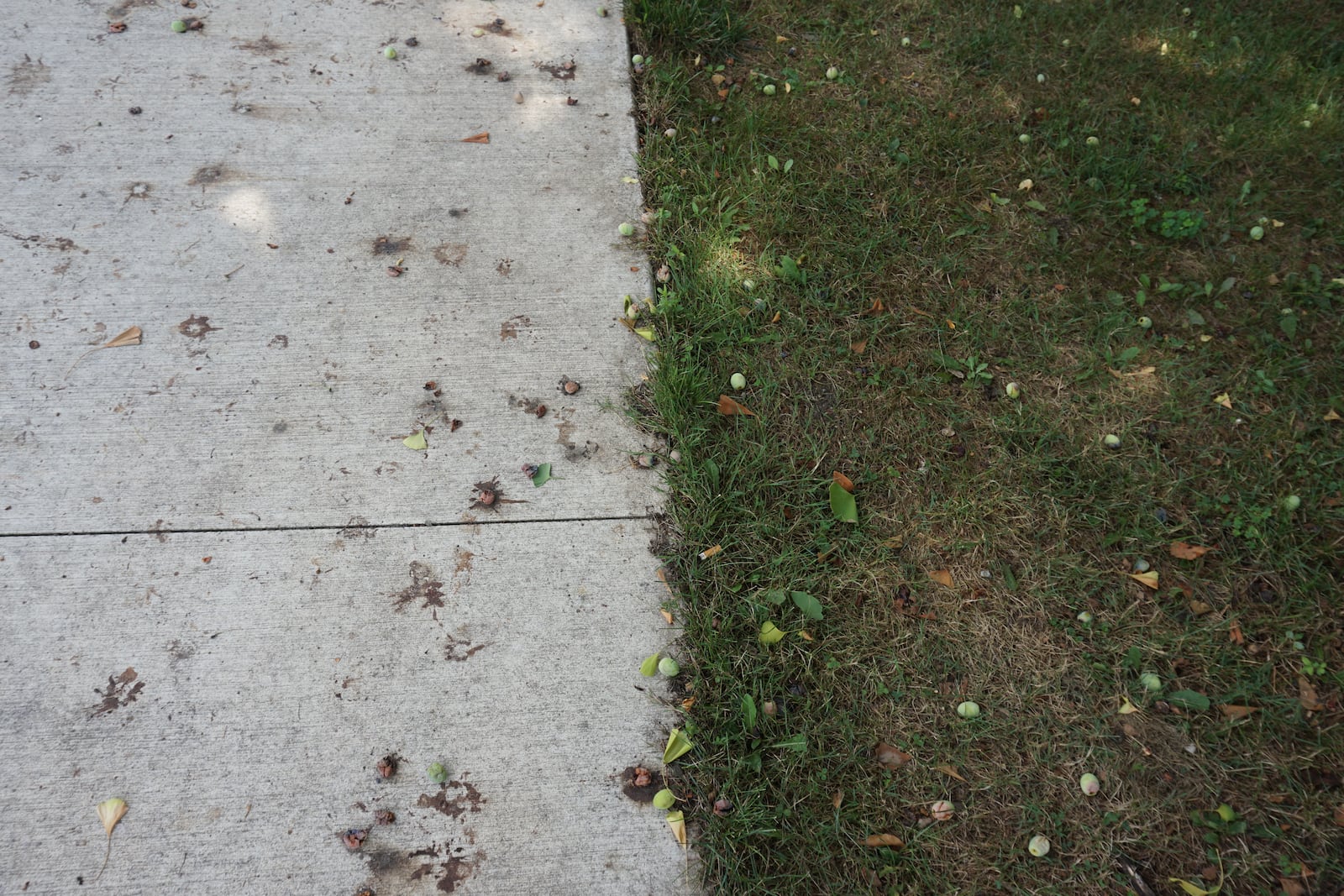 Gingko fruit usually drops in September or October but dropped in early July this year due to dry weather.