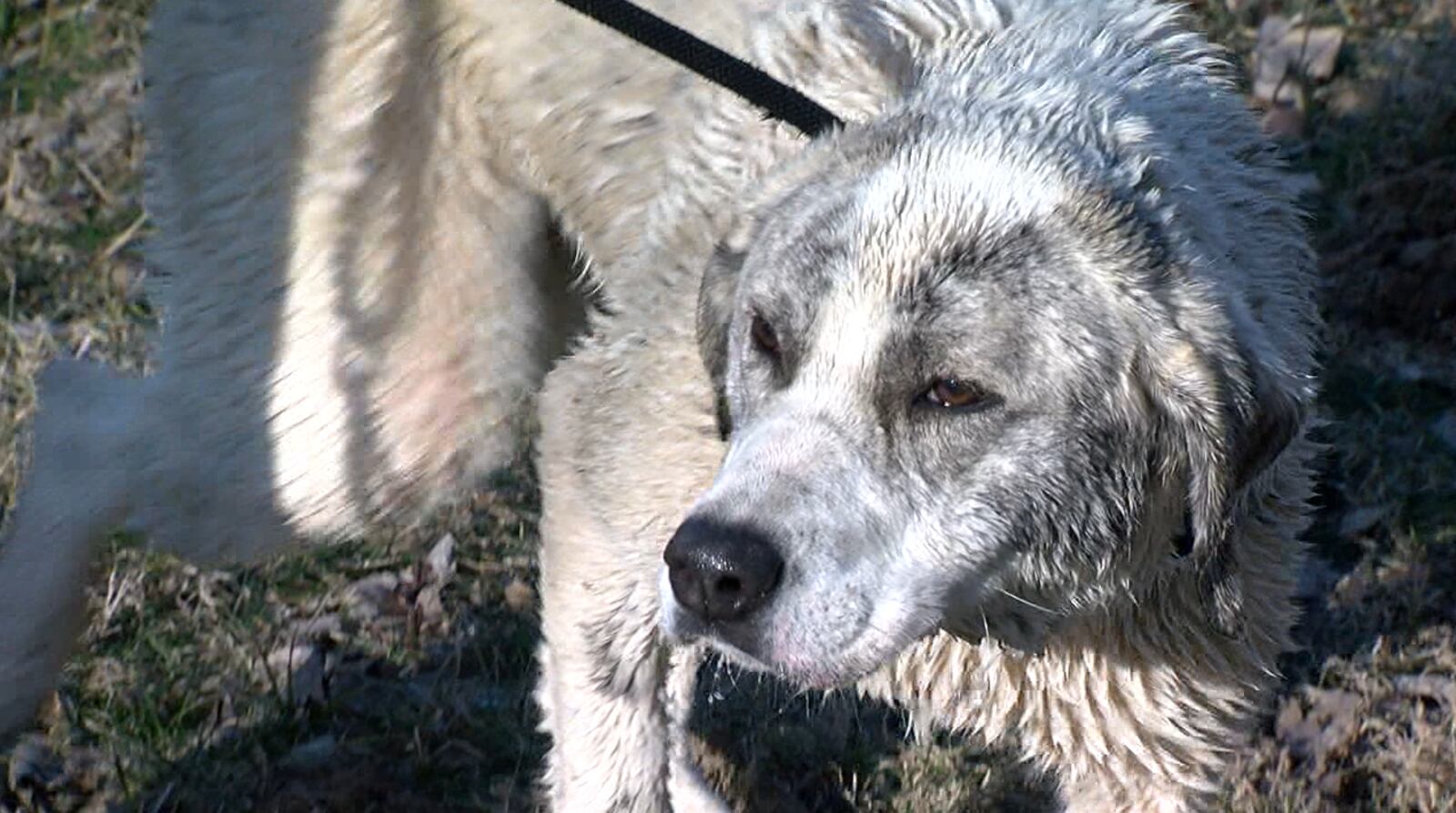 "Frosty" is resting and recovering with the SPCA until he is either claimed or adopted. WCPO-TV