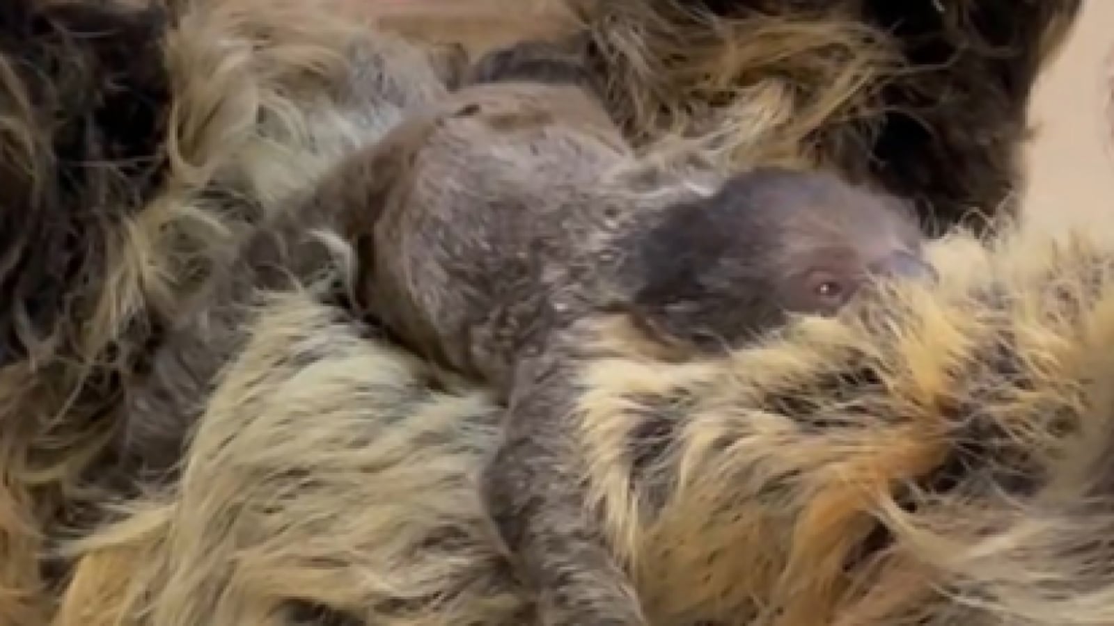 Lightning, a 10-year-old two-toed sloth at the Cincinnati Zoo & Botanical Garden, gave birth to a pup on Wednesday evening, June 7, 2023. CONTRIBUTED