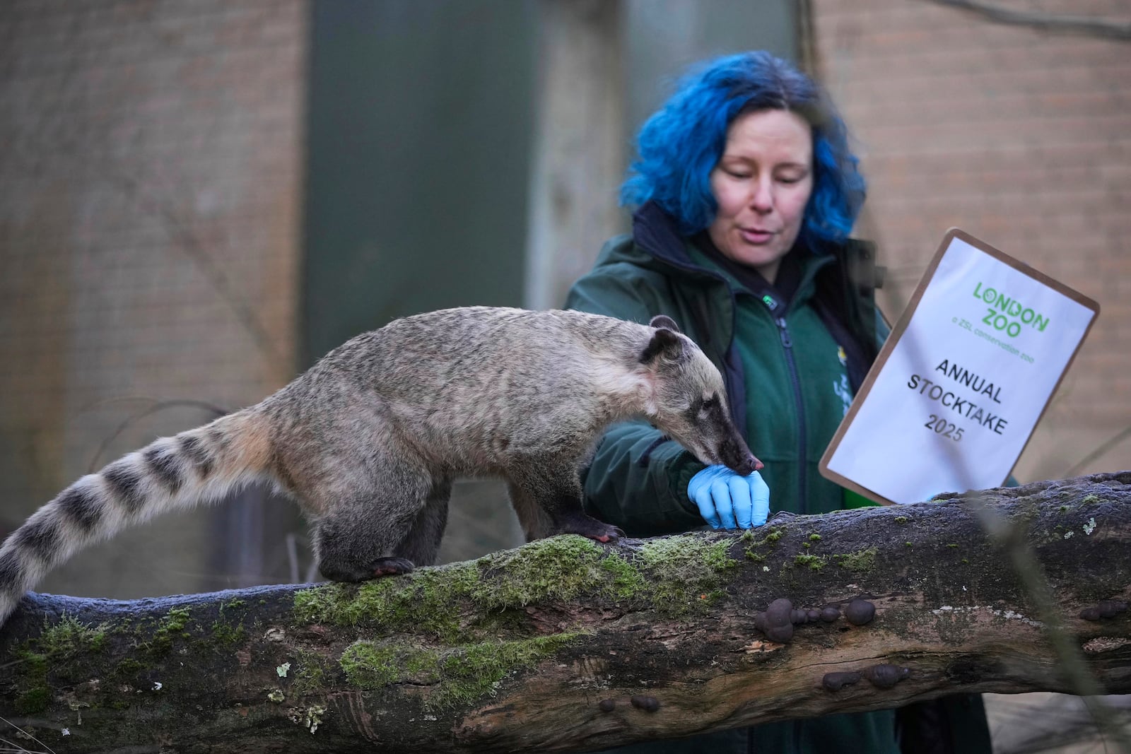 A zoo keeper counts brown-nosed coatis during the annual stocktake at London Zoo in London, Friday, Jan. 3, 2025. (AP Photo/Kin Cheung)