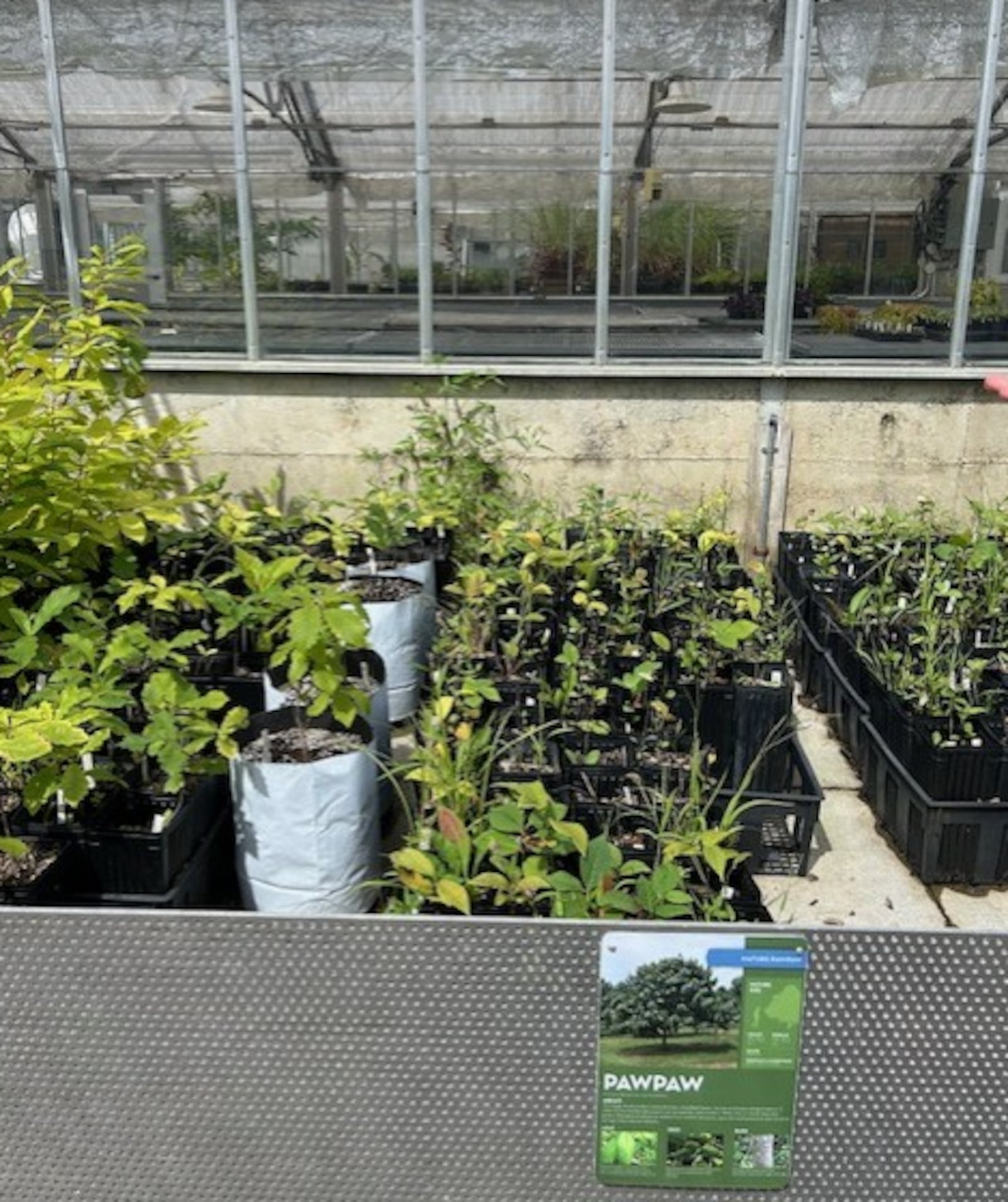 Pawpaw tree seedlings grow in one of the tree nursery’s greenhouses. CONTRIBUTED