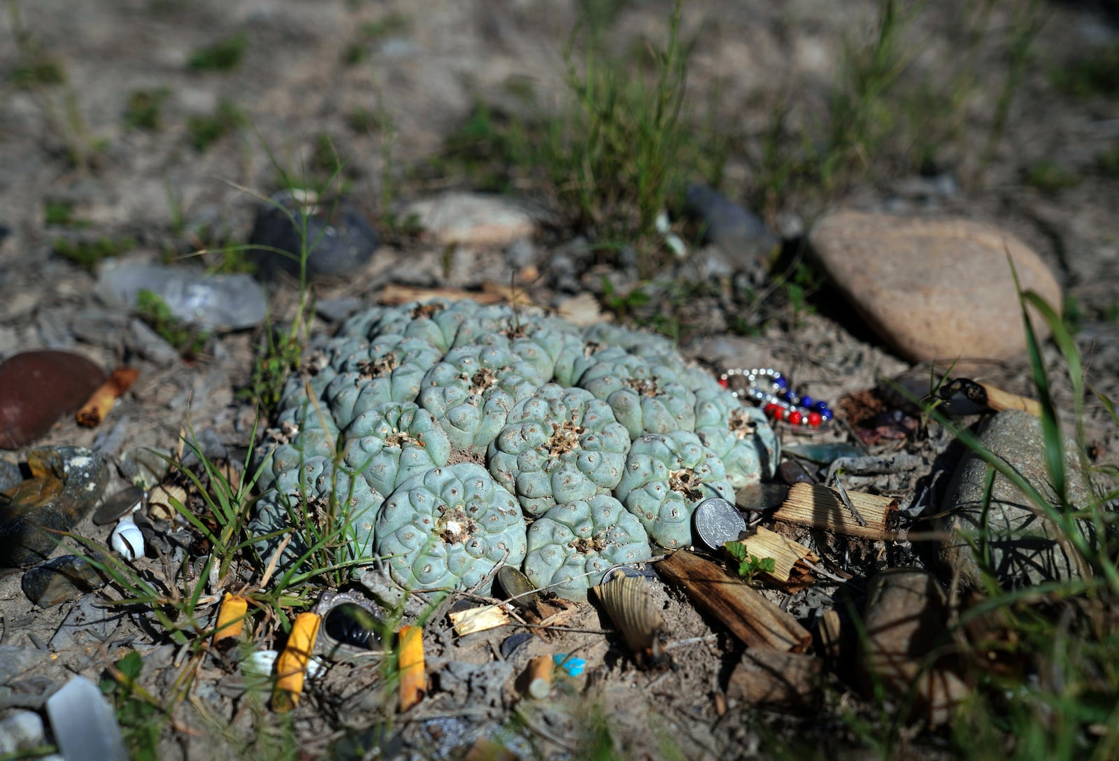 Offerings surround a group of peyote plants at the home of the late Amada Cardenas, who was one of the first federally licensed peyote dealers, alongside her husband, to harvest and sell the sacramental plant to followers of the Native American Church, in Mirando City, Texas, Monday, March 25, 2024. (AP Photo/Jessie Wardarski)