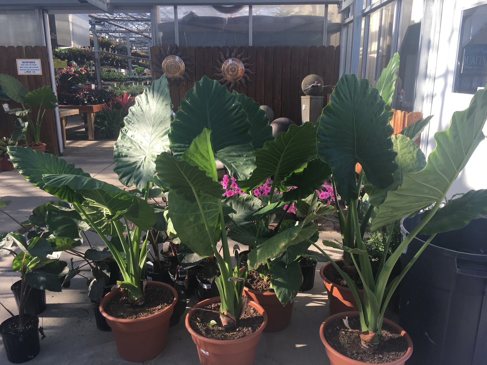 Meadow View Growers in New Carlisle has an abundance of greenery, flowers, foliage and decor to transform your garden or yard into a beautiful outdoor oasis.