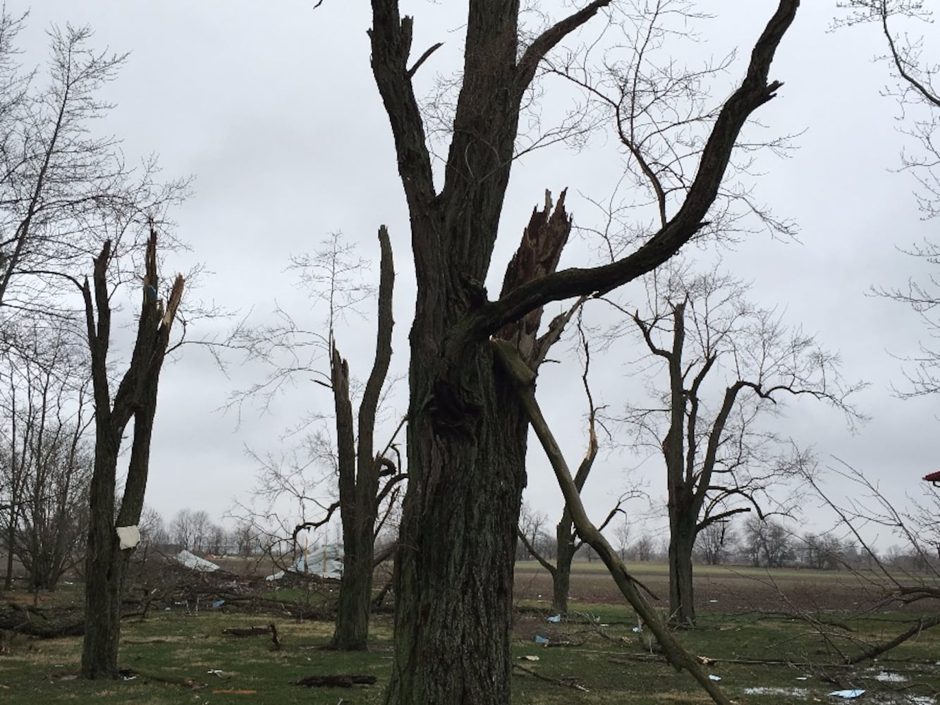 Arcanum Tornado Damage - Tree