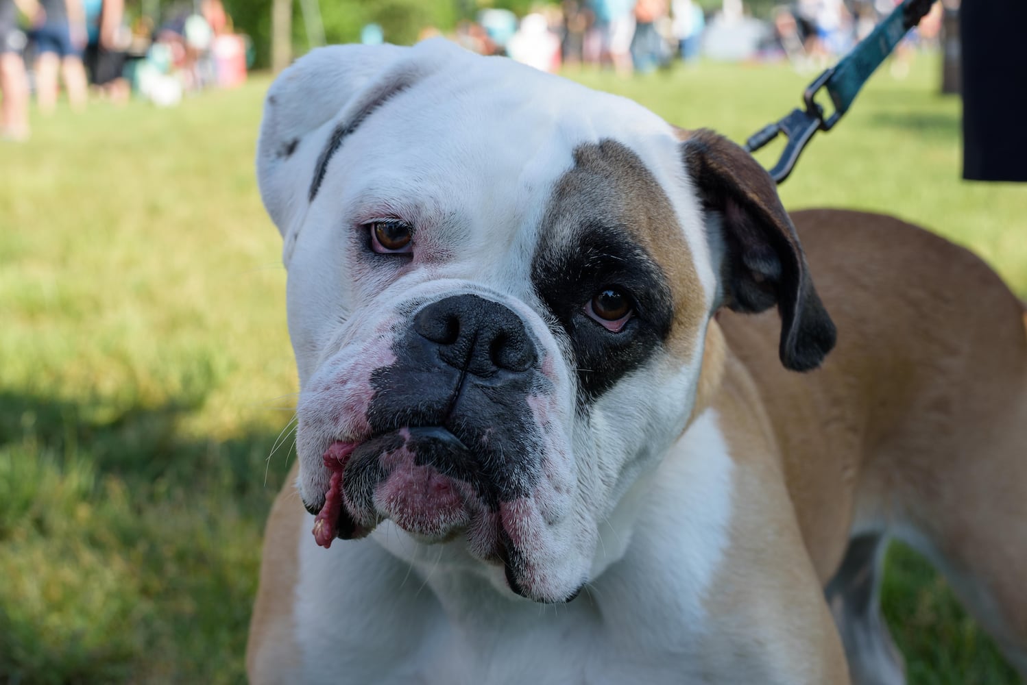 PHOTOS: Did we spot you and your doggie at SICSA’s Lift Your Leg fun run/walk?