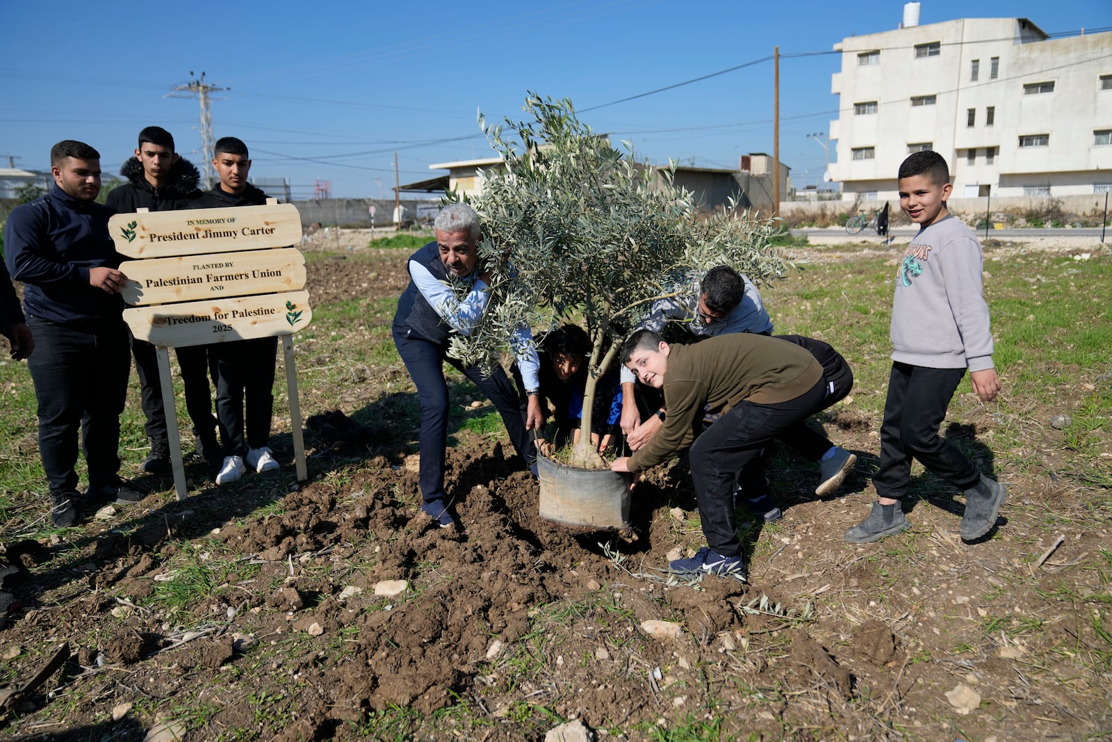 Palestinian farmers plant the first olive tree ahead of the replant of a 10 dunam, 2.5 acres, of land with 250 olive trees, part of the joint Freedom Farm project of the Palestinian Farmers Union and the Treedom for Palestine 2025 in memory of President Jimmy Carter, in the West Bank city of Tulkarem Monday, Jan. 13, 2025. (AP Photo/Nasser Nasser)