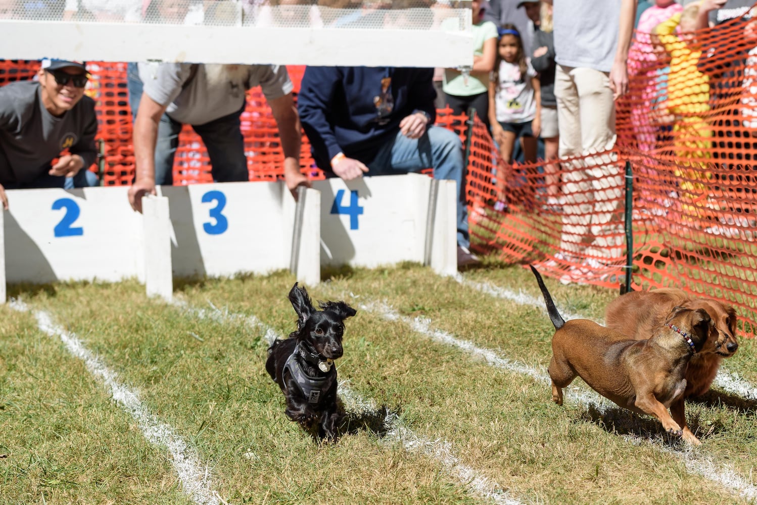 PHOTOS: 2024 Oktoberfest Springboro