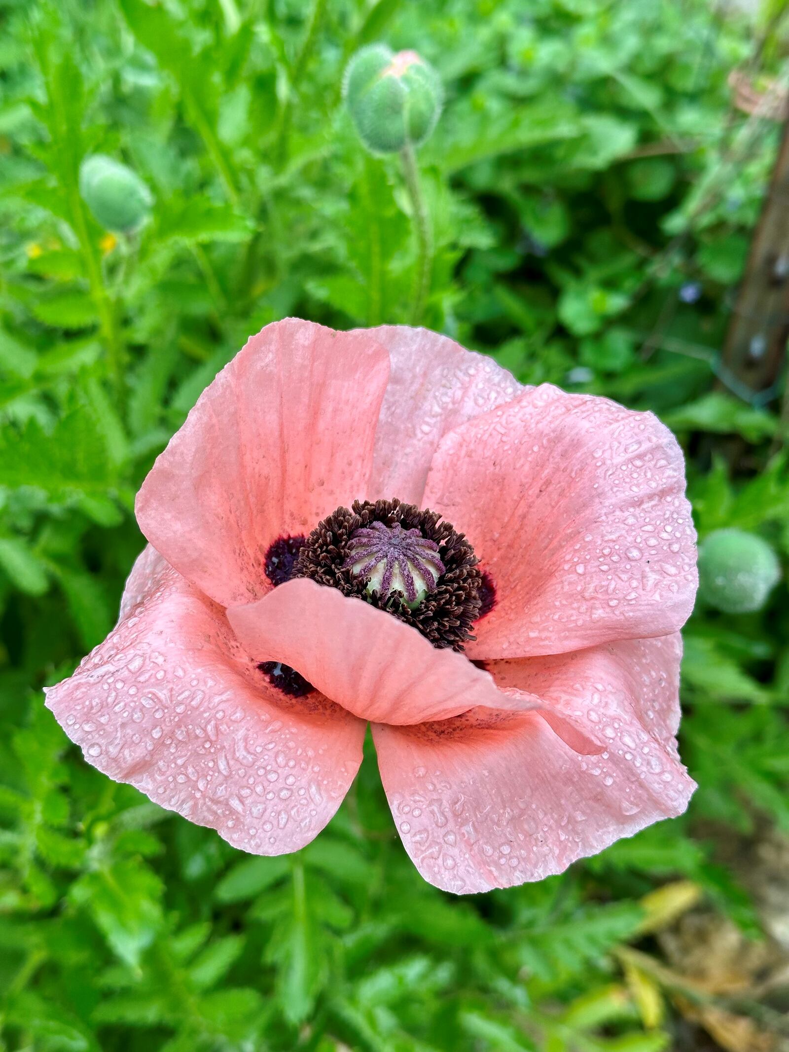 This is is one of the many poppy plants Kathleen Tandy grows in her backyard. ROBIN McMACKEN/STAFF 