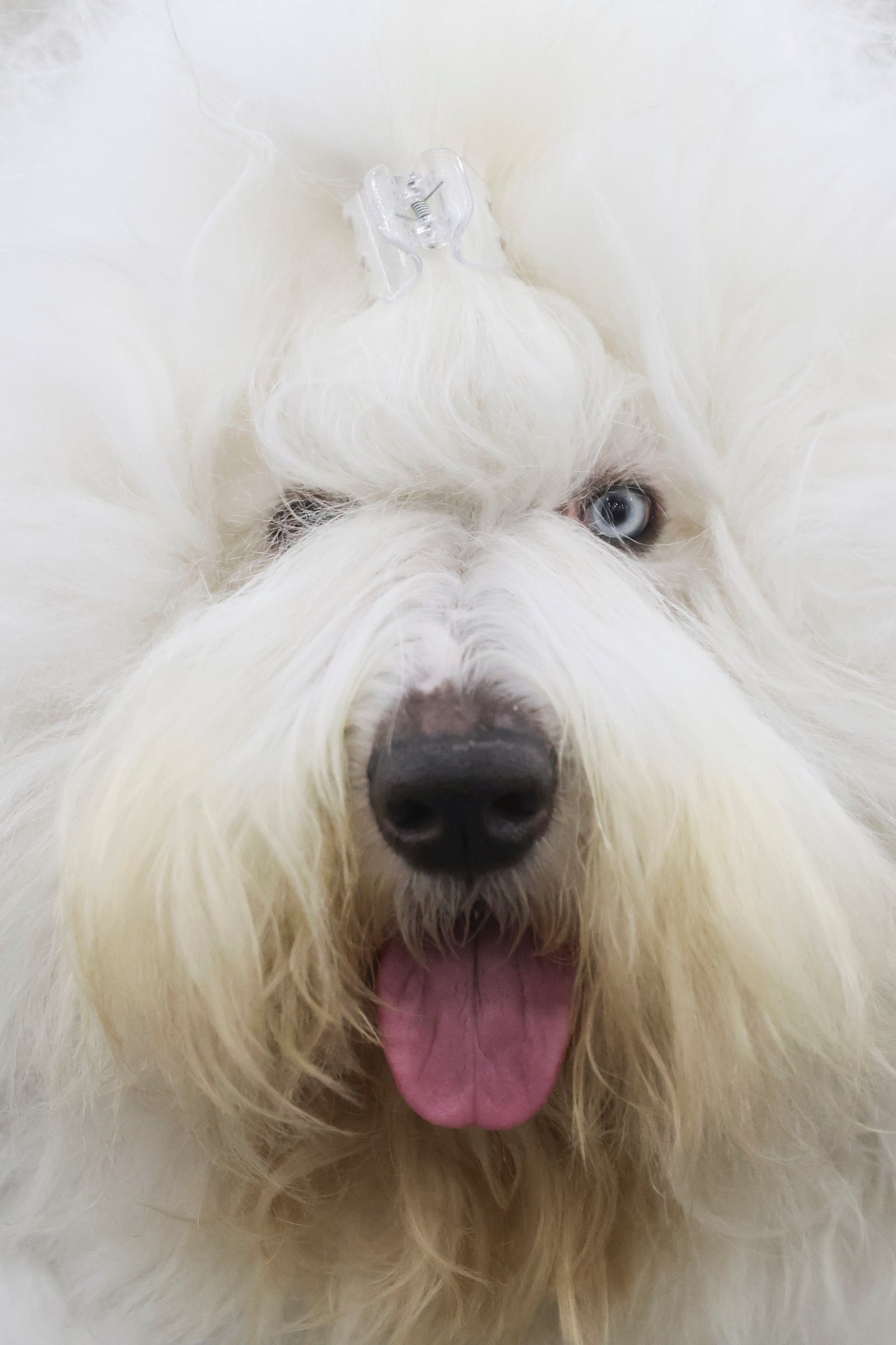 An Old English Sheepdog is groomed before judging during the 149th Westminster Kennel Club Dog show, Monday, Feb. 10, 2025, in New York. (AP Photo/Heather Khalifa)