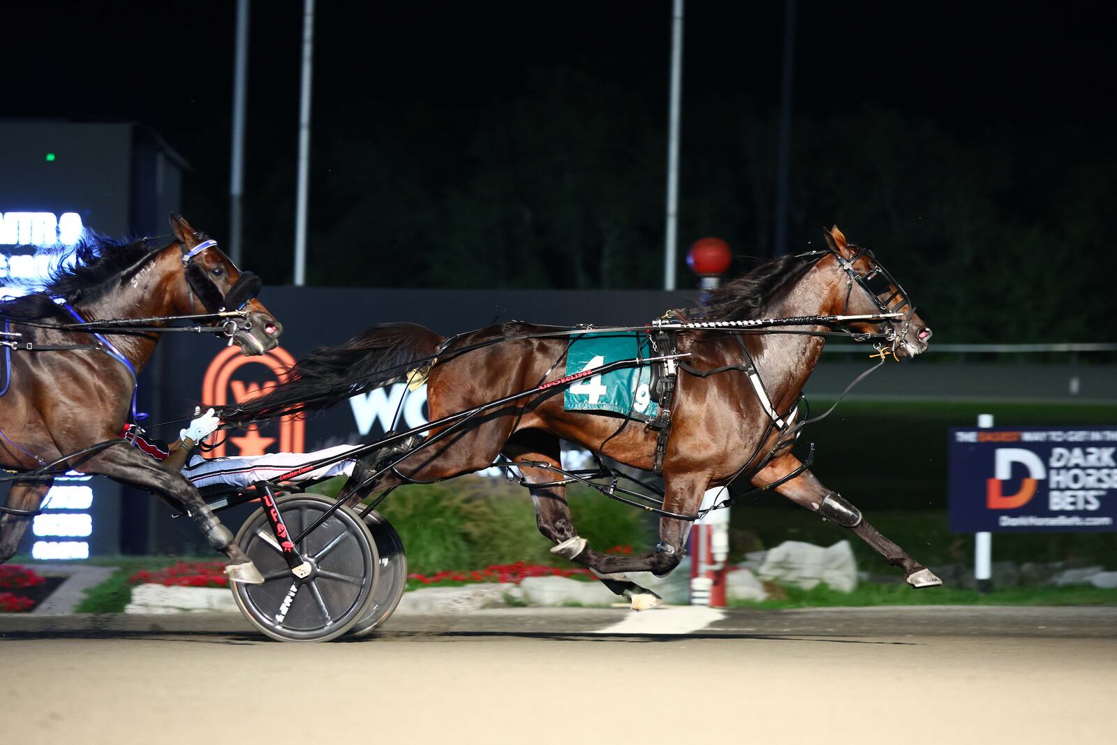 Bulldog Hanover (4), the top-ranked harness horse in North America, will run in the Dayton Pacing Derby on Saturday at Hollywood Dayton Raceway. Clive Cohen/New Image Media