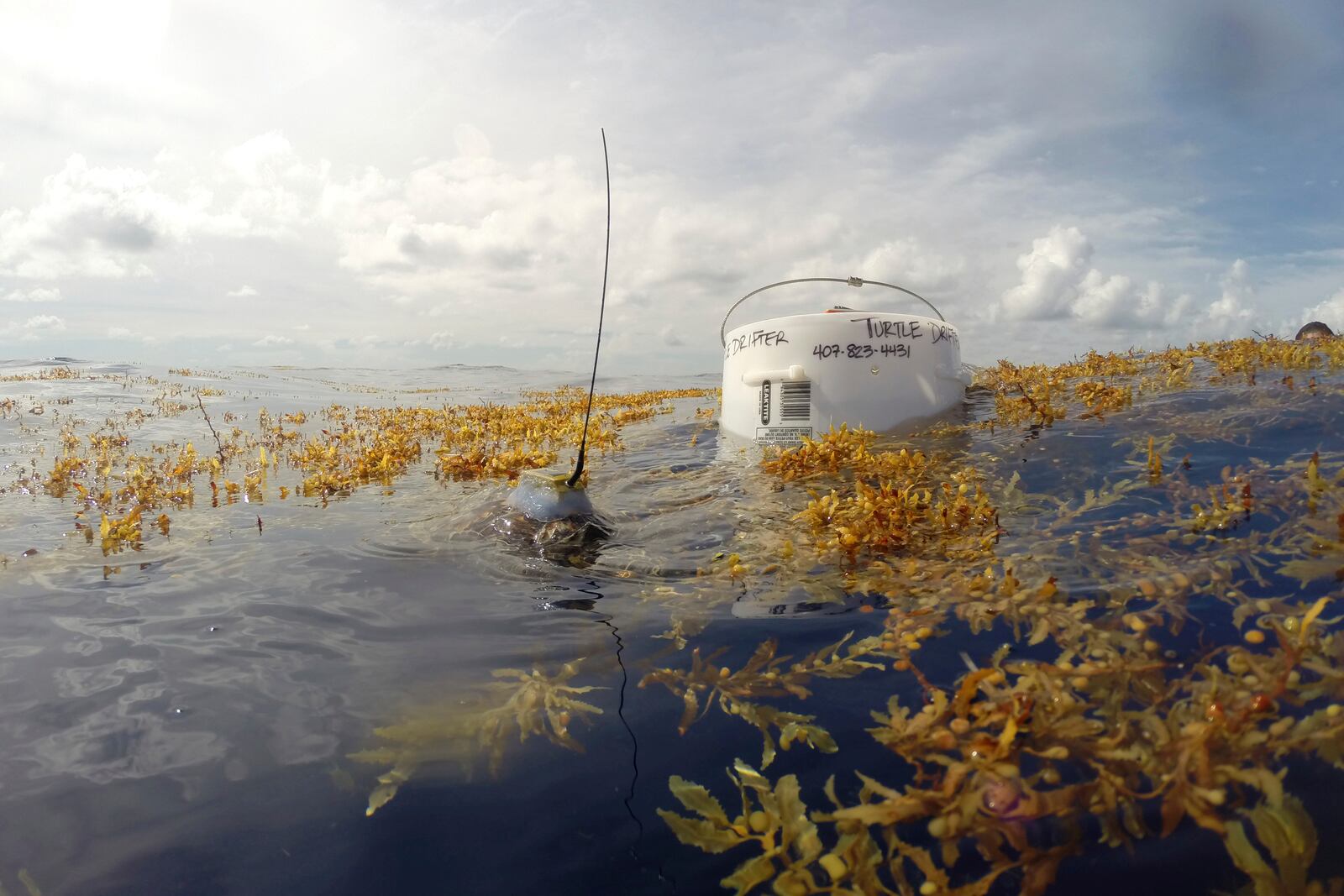 This photo provided by researchers shows a young green sea turtle with a satellite tag swimming in sargassum sea weed next to a drifting buoy device also released in the Gulf of Mexico in 2013. The photo was made with protected species permit NMFS19508. (Gustavo Stahelin via AP)