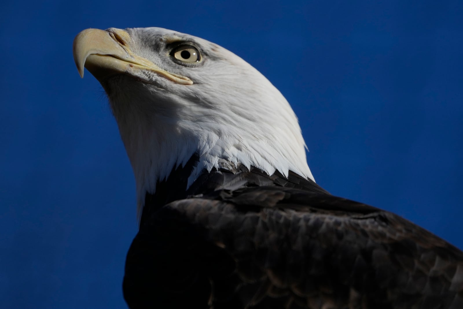 A bald eagle named Freedom perches on a branch at the Turtle Back Zoo in West Orange, N.J., Wednesday, Jan. 15, 2025. (AP Photo/Seth Wenig)