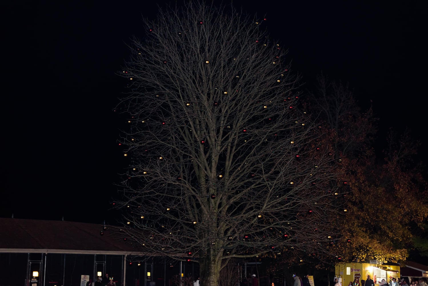 PHOTOS: Barnabe's Buckeye Tree Lighting Ceremony at Young's Jersey Dairy