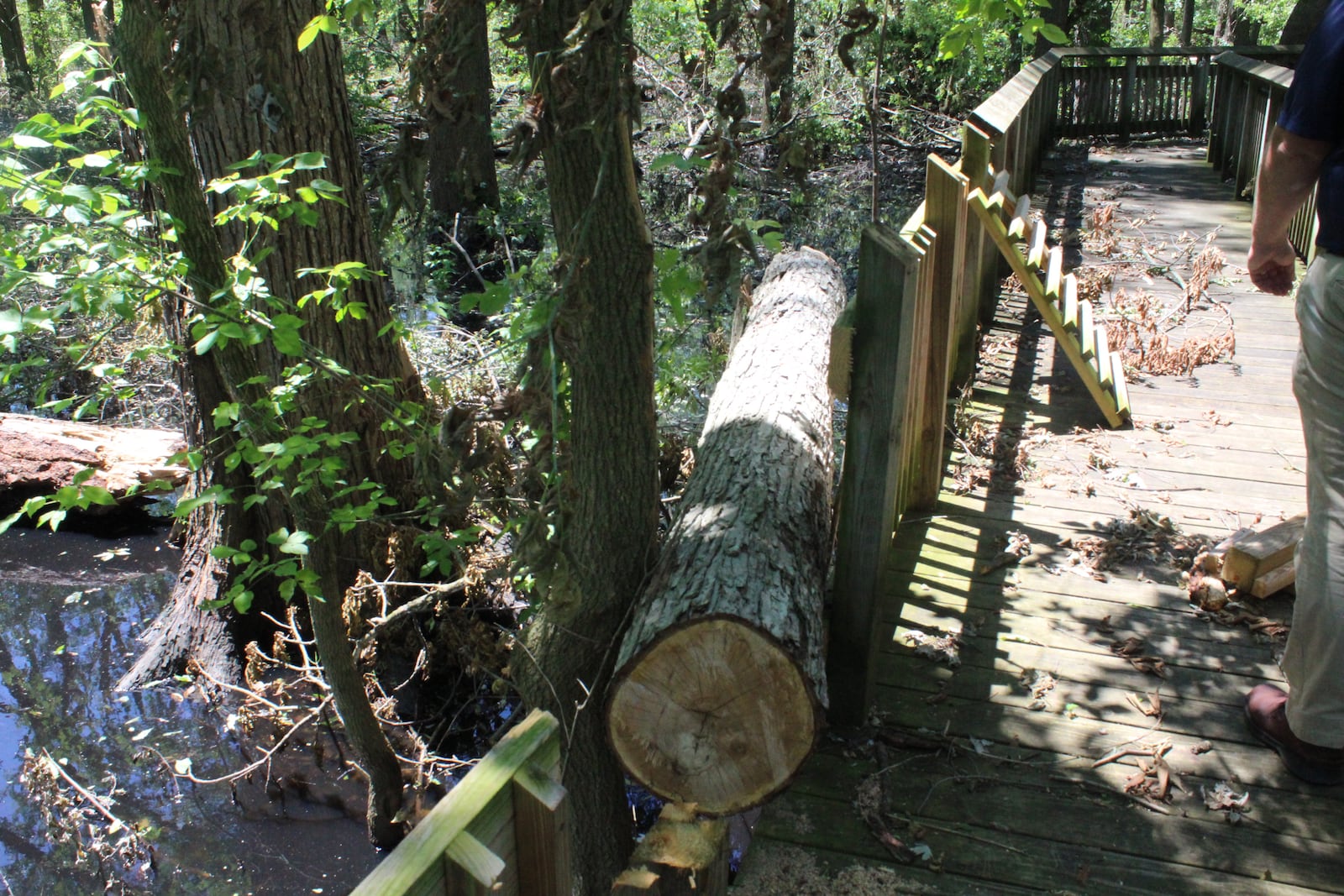 Parts one of the dayton area favorite parks suffered damage described as minor to extraordinary during the Memorial Day tornadoes. The wooden boardwalk bridge in  Wegerzyn Gardens MetroPark’s The Swamp Forest was seriously damaged  by the strongest of the 15 Memorial Day tornadoes to hit the Dayton area. It will be closed for the foreseeable future.  Photo: Amelia Robinson