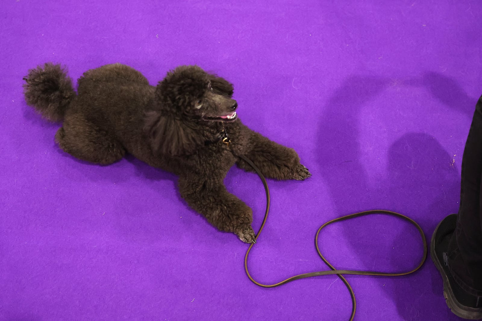 Chloe the poodle watches as Colleen Swierkocki takes a photo at the 149th Westminster Kennel Club Dog show, Saturday, Feb. 8, 2025, in New York. (AP Photo/Heather Khalifa)wld