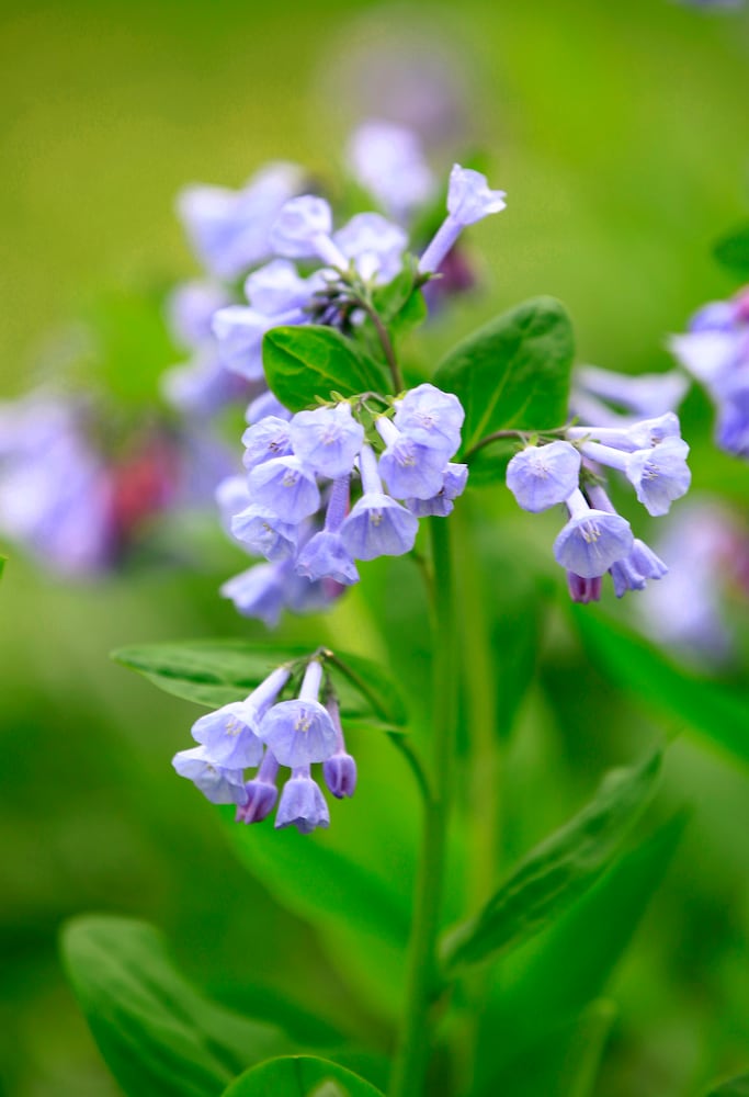 Virginia Bluebells bloom at Aullwood Garden MetroPark