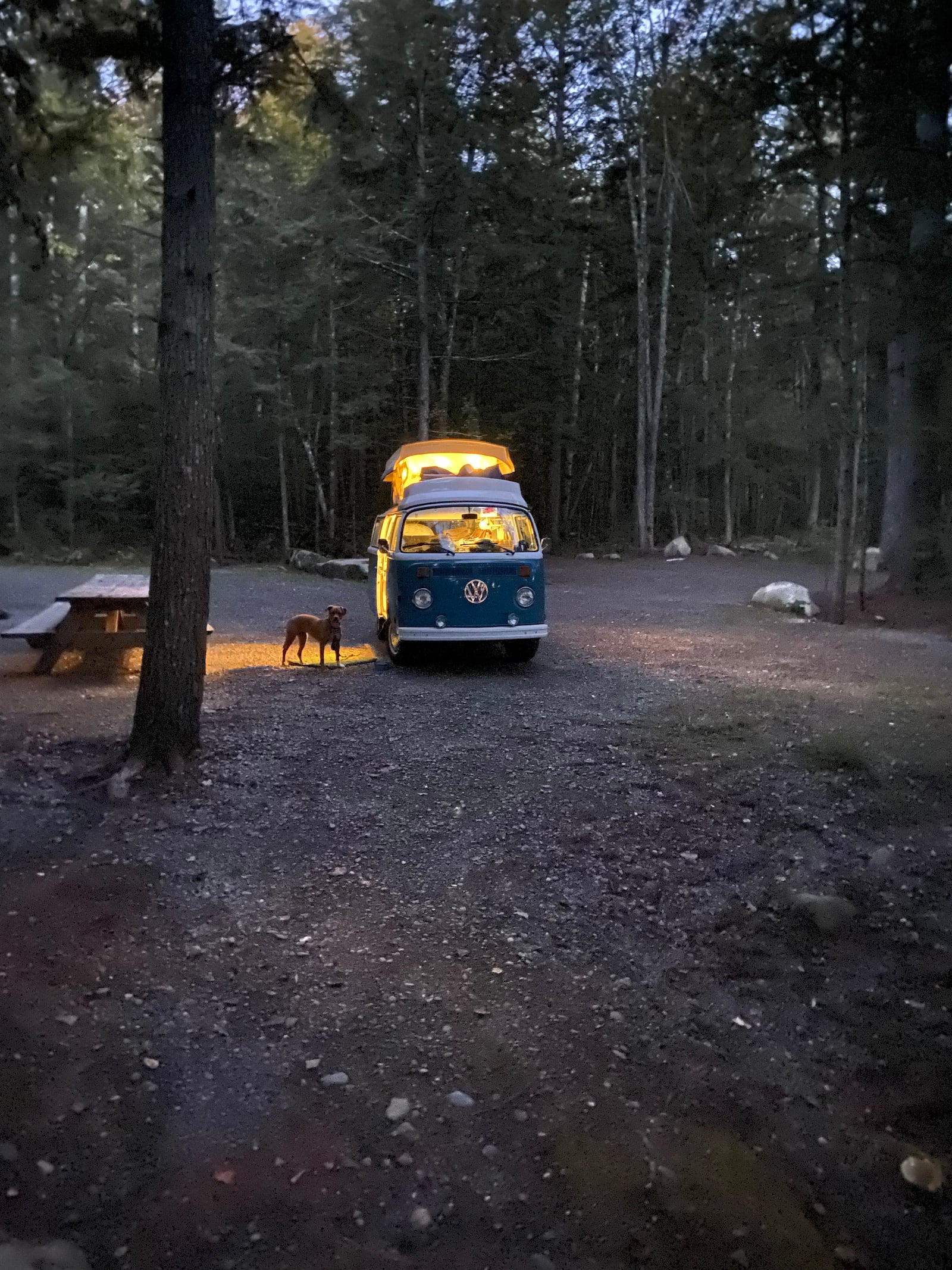 Jolene hides from the moose (not pictured) in Peaks Kenny State Park, Maine. PHOTO COURTESY: MIRACLE IRELAND