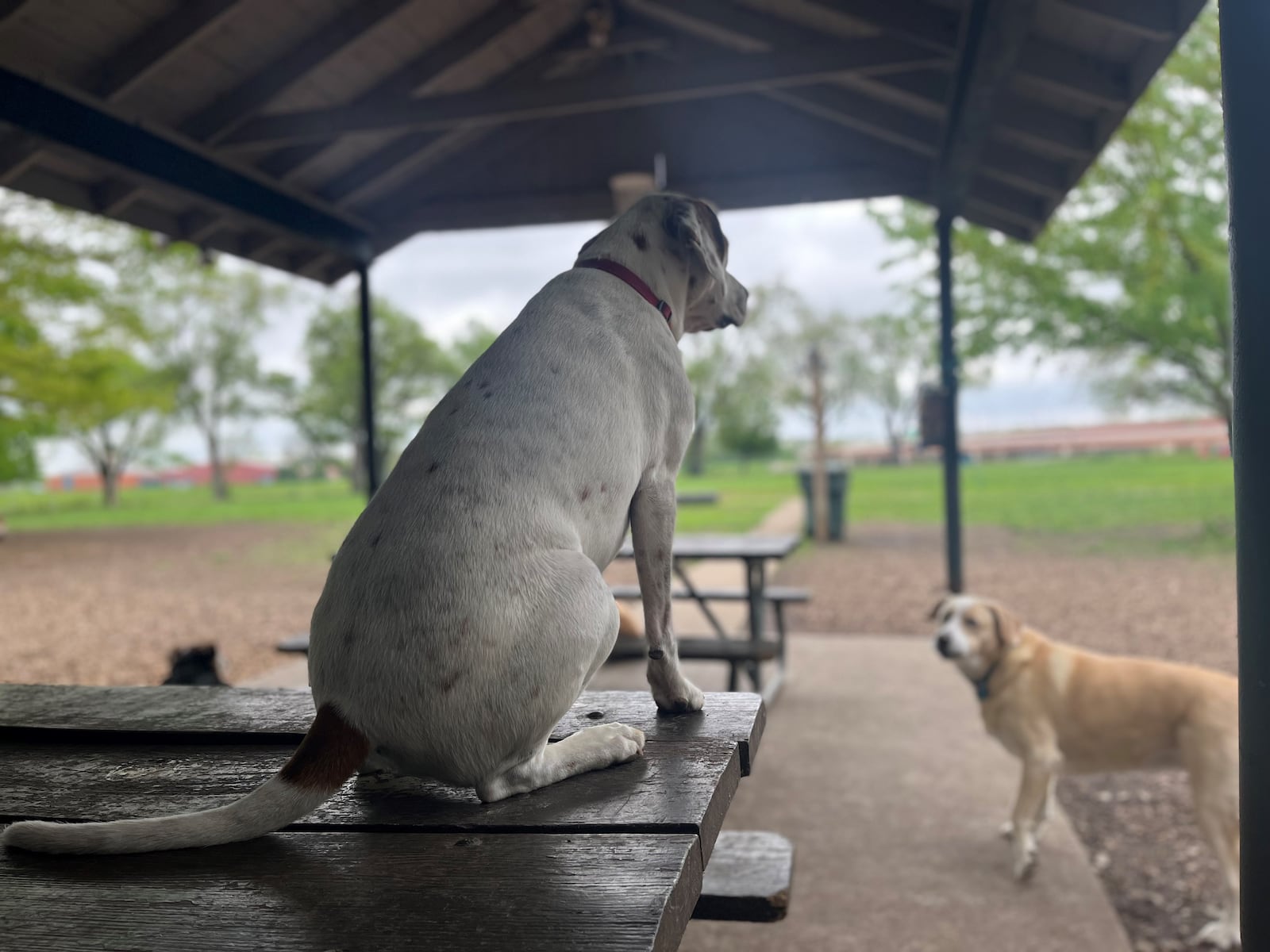 A dog hangs out on the top of a picnic table at Deeds Point Dog Park. CORNELIUS FROLIK / STAFF