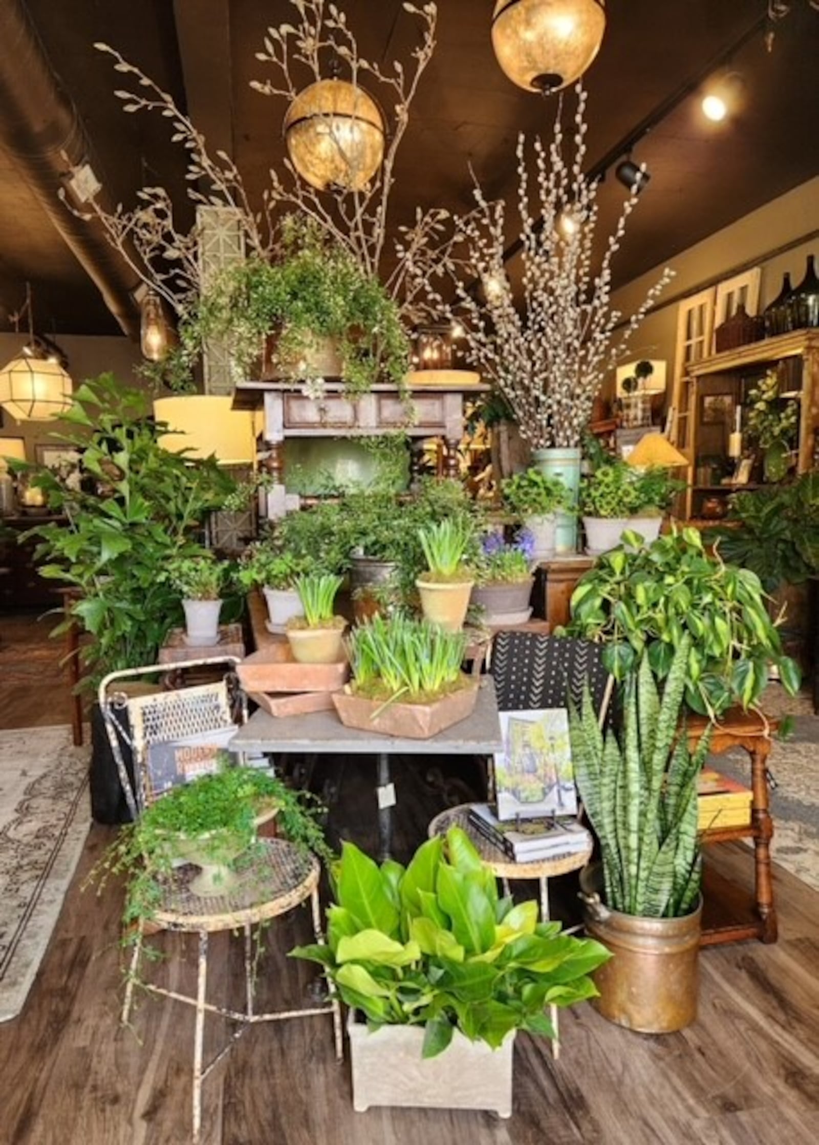 Morning Sun Florist offers luscious ferns and houseplants. CONTRIBUTED BY MORNING SUN FLORIST