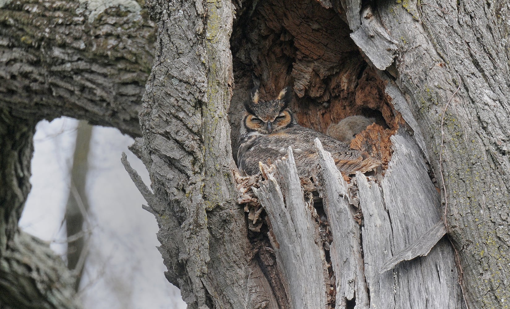 Owl, her babies delight bird watchers