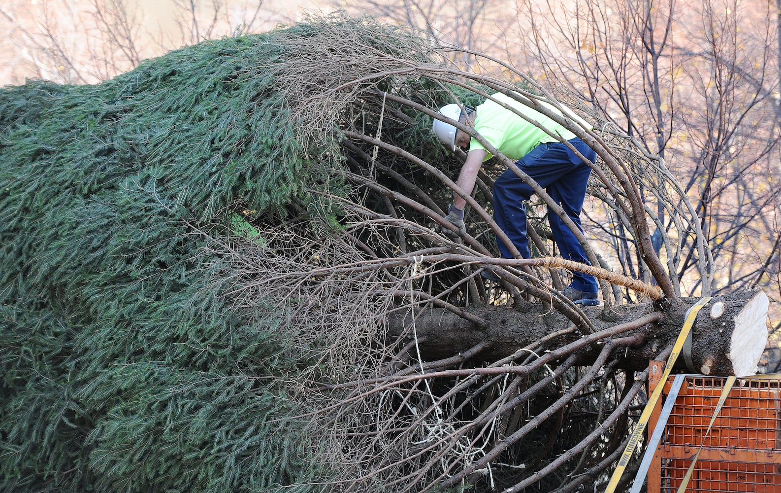 PHOTOS: Tree arrives for Dayton Holiday Festival