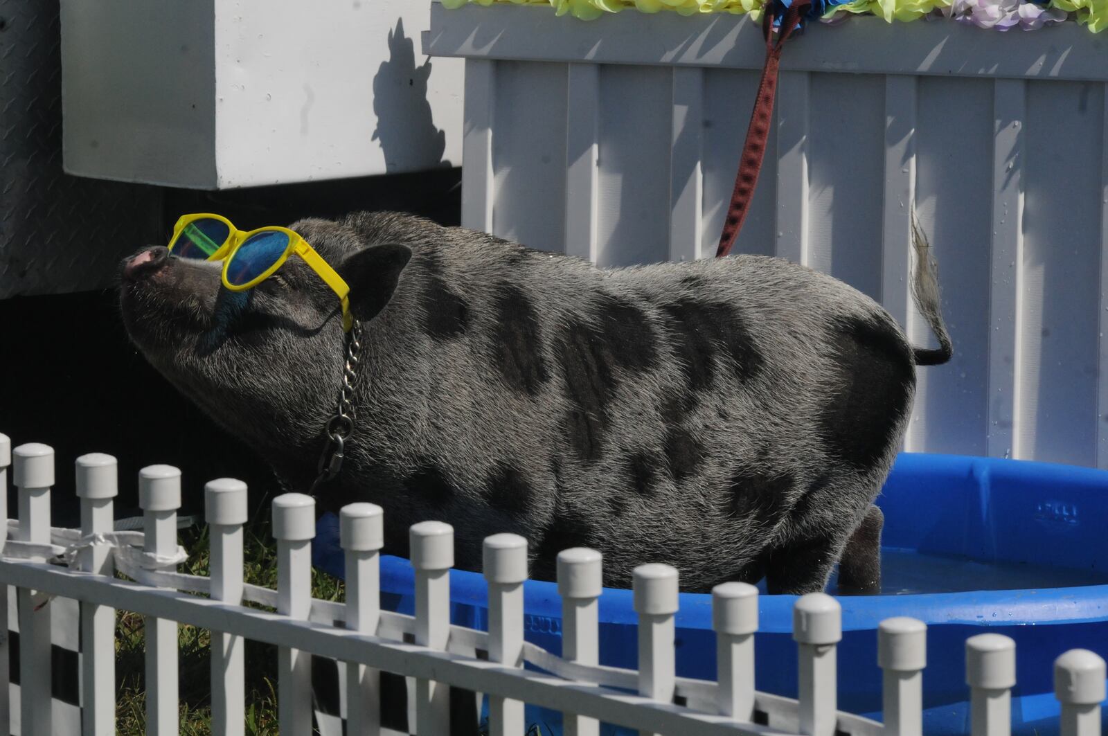 Here's who we spotted at the 2018 Preble County Pork Festival in Eaton on Sept. 15, 2018. DAVID MOODIE/CONTRIBUTED