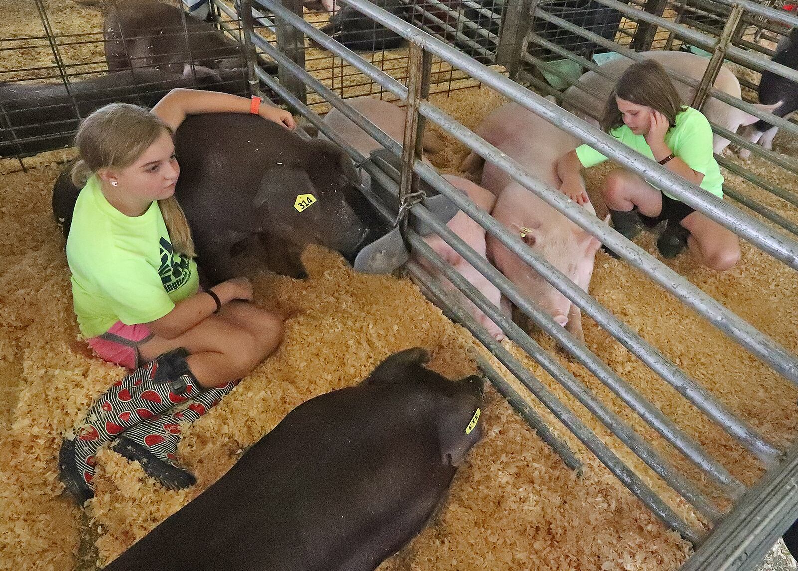 Maggie Holloway, 9, left, and Alyssa Walden, 9, sit with their pigs in the Swine Barn Saturday at the Clark County Fair. BILL LACKEY/STAFF