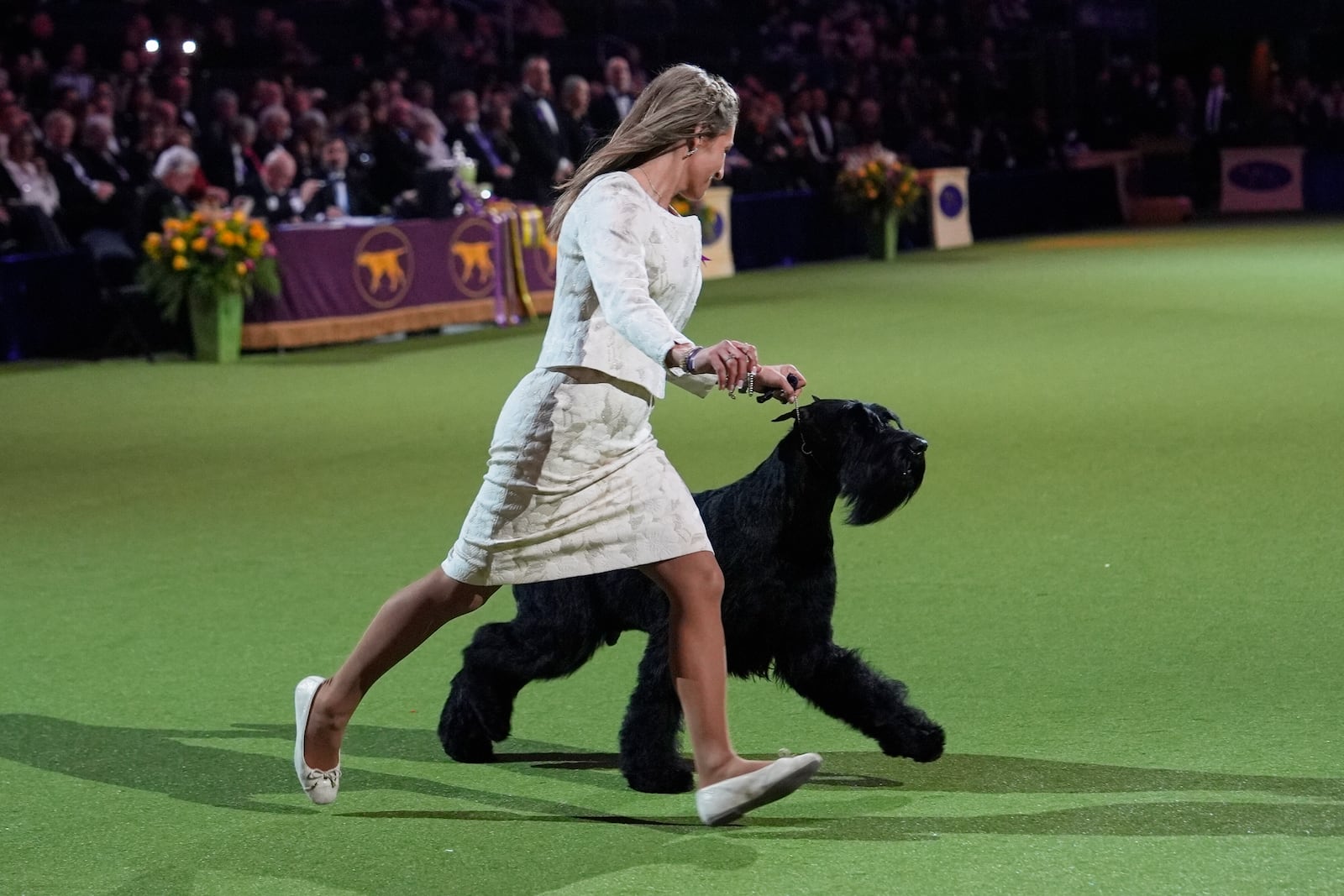 Katie Bernardin and Monty, a Giant Schnauzer, compete in the best in show competition during the 149th Westminster Kennel Club Dog show, Tuesday, Feb. 11, 2025, in New York. (AP Photo/Julia Demaree Nikhinson)