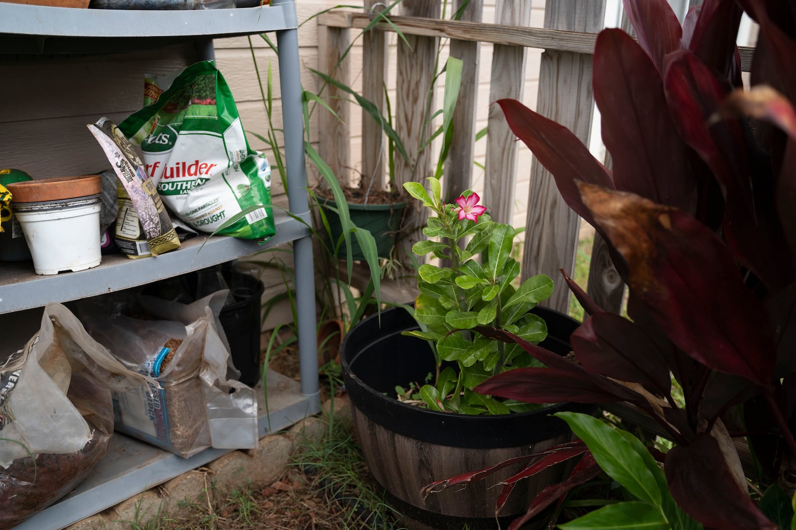 A Desert Rose blooms for the first time after the Lahaina wildfire, in Tamara Akiona's yard, Thursday, Dec. 12, 2024, in Wailuku, Hawaii. The Desert Rose was the only plant that survived at Akiona's house after the Lahaina fire. (AP Photo/Mengshin Lin)