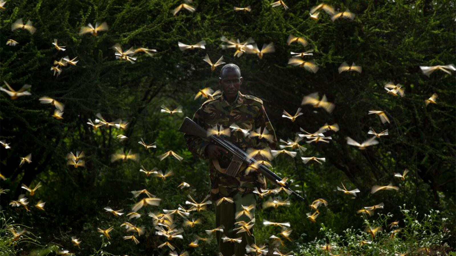 FILE - In this Saturday, Feb. 1, 2020 file photo, ranger Gabriel Lesoipa is surrounded by desert locusts as he and a ground team relay the coordinates of the swarm to a plane spraying pesticides, in Nasuulu Conservancy, northern Kenya.