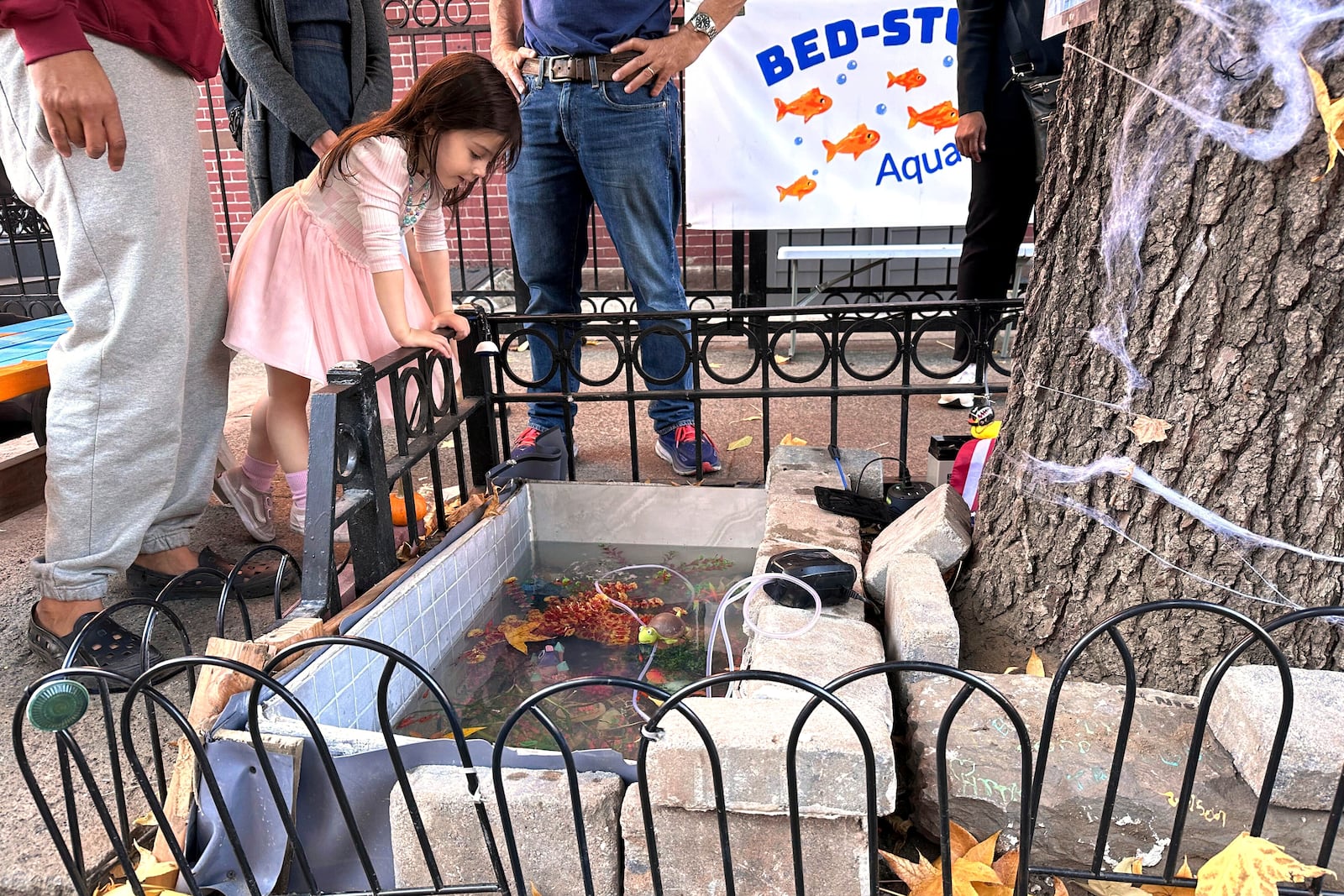 Isabel Lohan, 3, looks into the replacement makeshift goldfish aquarium in a tree bed, adjacent to the one filled-in with concrete by the city, in the Brooklyn borough of New York, Friday, Nov. 1, 2024. (AP Photo/Philip Marcelo)