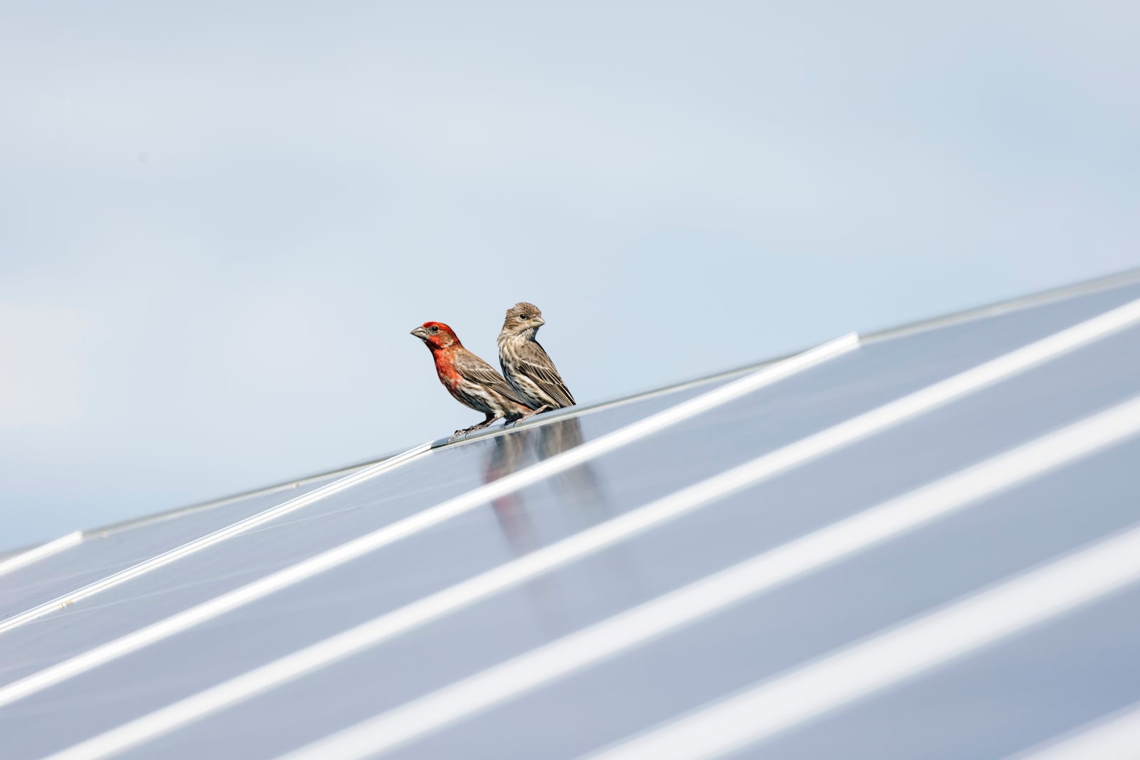 
                        HEADLINE: Harvesting Sun While Helping Nature Thrive.CAPTION: Birds perch on a on solar panel at the Ramsey Renewable Station, in Ramsey, Minn., on July 1, 2024. As solar projects unfurl across the United States, sites offer a way to fight climate change while also tackling an ecological crisis of habitat loss. .CREDIT: (Tim Gruber/The New York Times)
                      