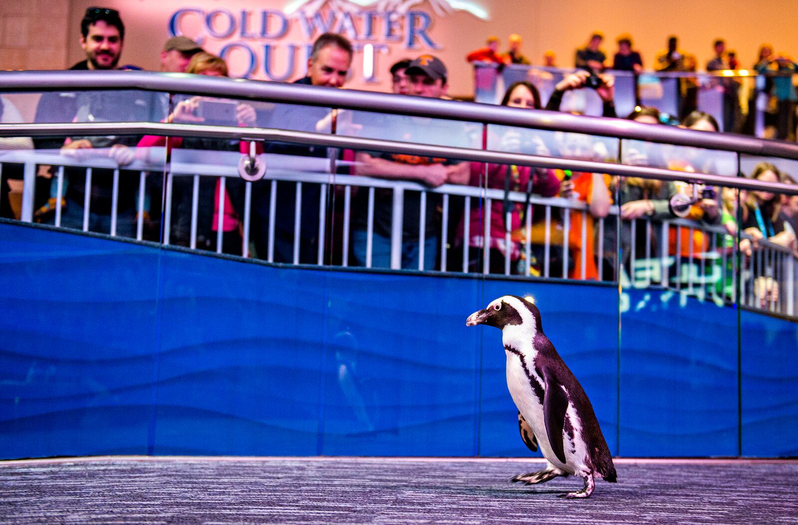 One of three penguins waddles down the ramp in front of a crowd during Party with the Penguins at the Georgia Aquarium in Atlanta on Saturday, Jan. 30, 2016. JONATHAN PHILLIPS / SPECIAL