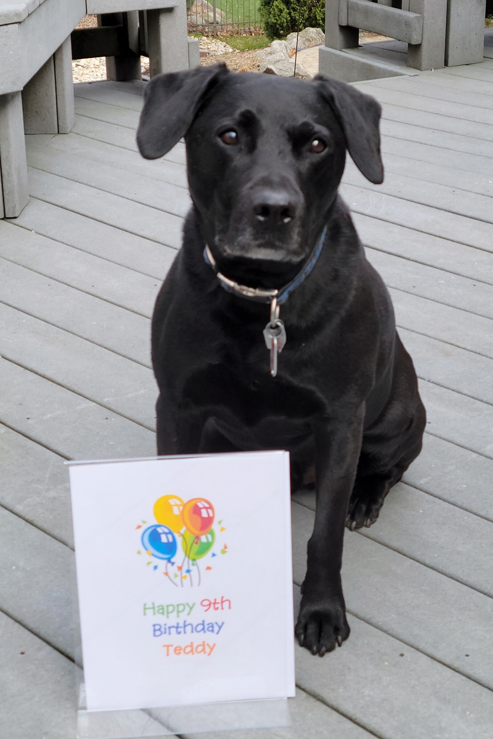 Teddy the Lab celebrates his birthday all month long in March. KARIN SPICER/CONTRIBUTED