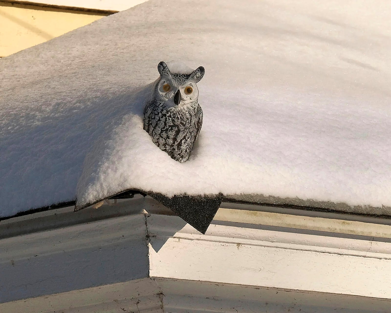 A fake owl used to scare away other birds is seen covered in snow on the roof of a home in Elizabeth City, N.C., Thursday, Feb. 20, 2025. (Chris Day/The Daily Advance via AP)