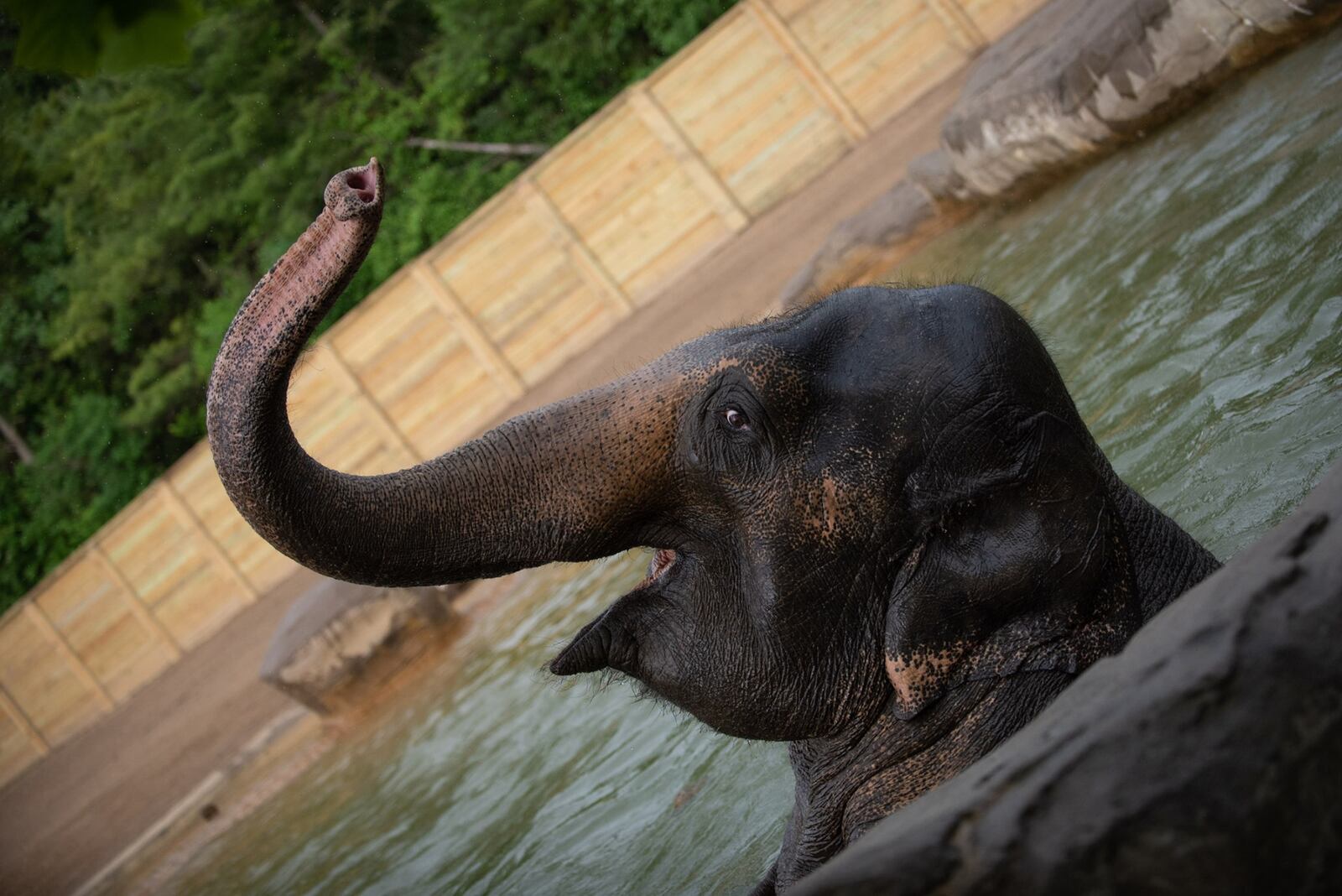 
Masks are no longer required outdoors at the Columbus Zoo and Aquarium.
