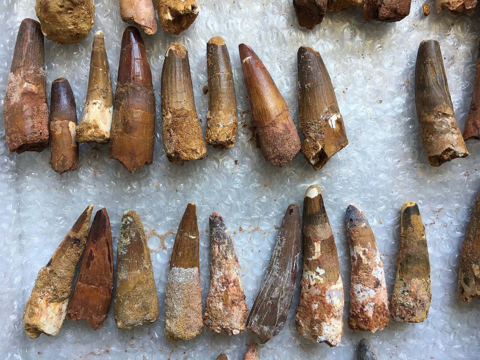 The new Rock Around the Clark Business in Yellow Springs has fossils, trilobites, aegalodon teeth and many more items including things for children. The business opened its doors in July. MARSHALL GORBY / STAFF