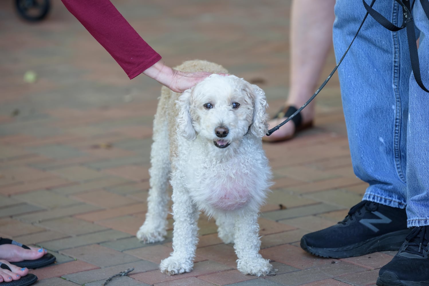 PHOTOS: 2024 Blessing of the Animals at Epiphany Lutheran Church