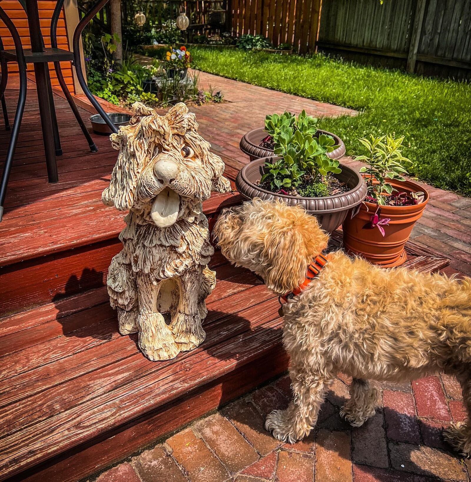 Rufus inspects an outdoor canine ornament. Although he passed away recently, Amy Forsthoefel's dog enjoyed many glorious days (and evenings) in the backyard. CONTRIBUTED BY AMY FORSTHOEFEL