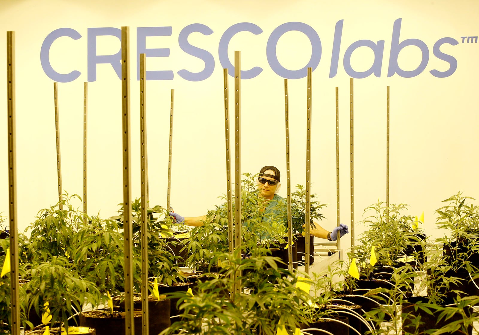 Medical marijuana cultivator and processor Cresco Labs, hosted a ribbon cutting at its Yellow Springs facility on Monday to mark the first cultivation of plants.  A cultivator moves marijuana plants inside the building.  TY GREENLEES / STAFF