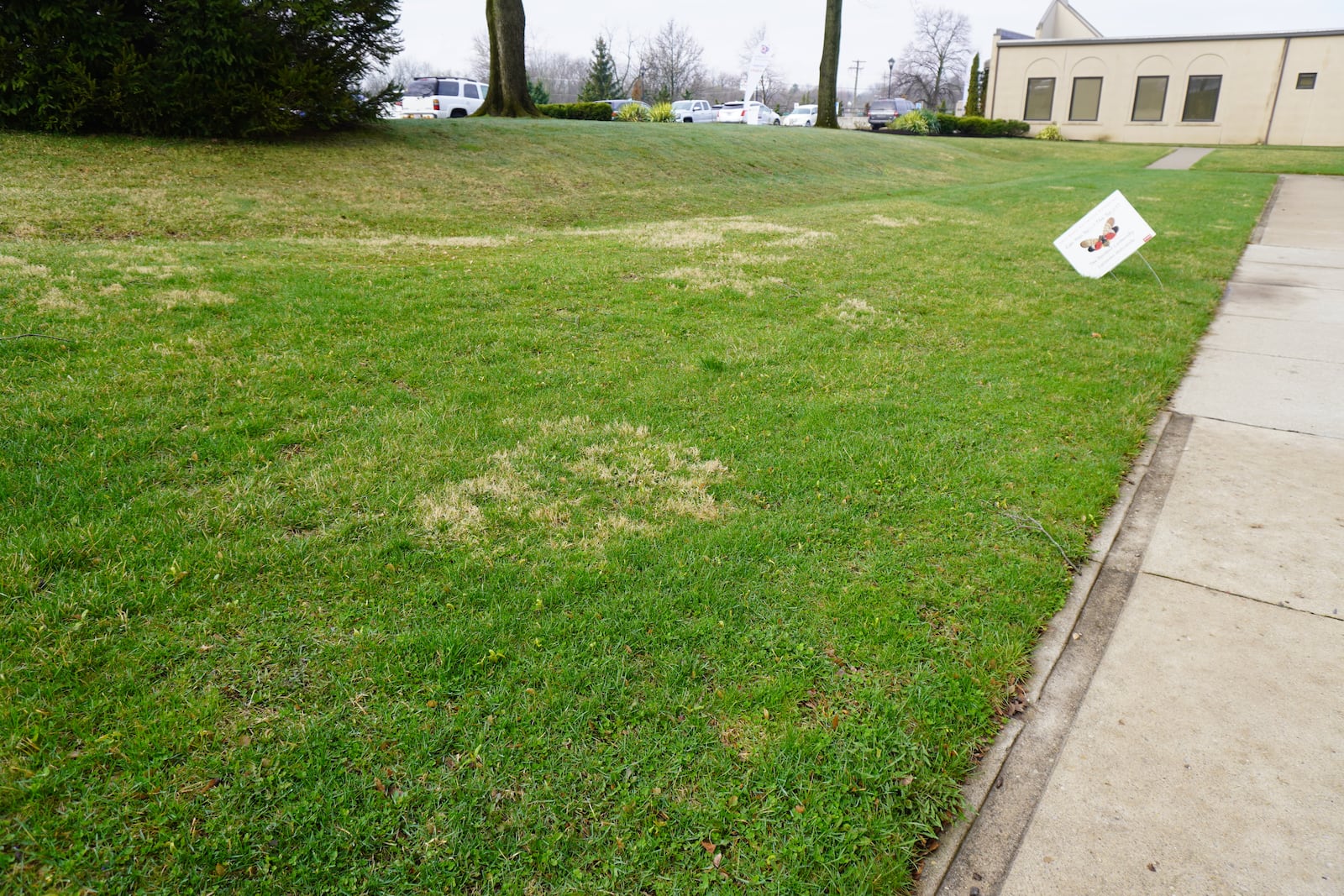 Brown patches are nimblewill, a perennial grassy weed. CONTRIBUTED