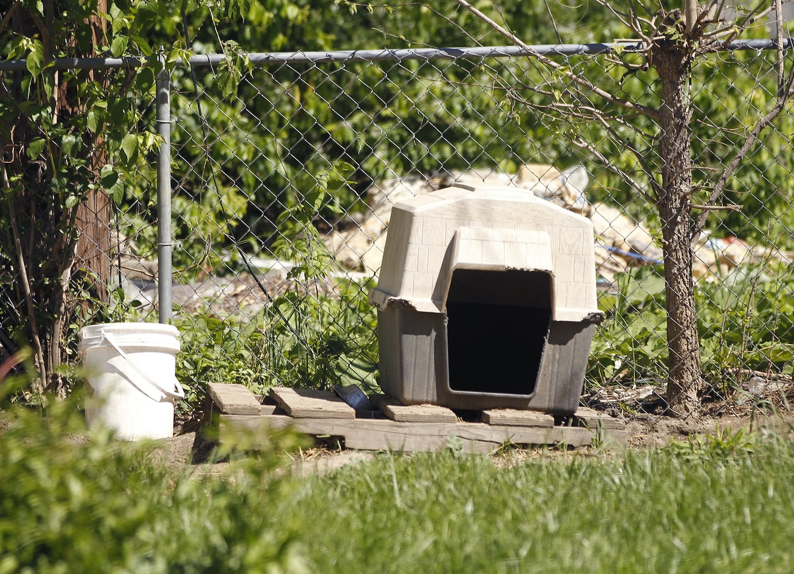 One of four empty dog houses near the alley of a house at 345 Middle St. in Dayton where a man was mauled to death by a dog early on Tuesday morning, April 25. Police say the victim was attacked by a vicious adult male pit bull around 5:15 a.m. Officers located and removed three pit bulls from the property. TY GREENLEES / STAFF